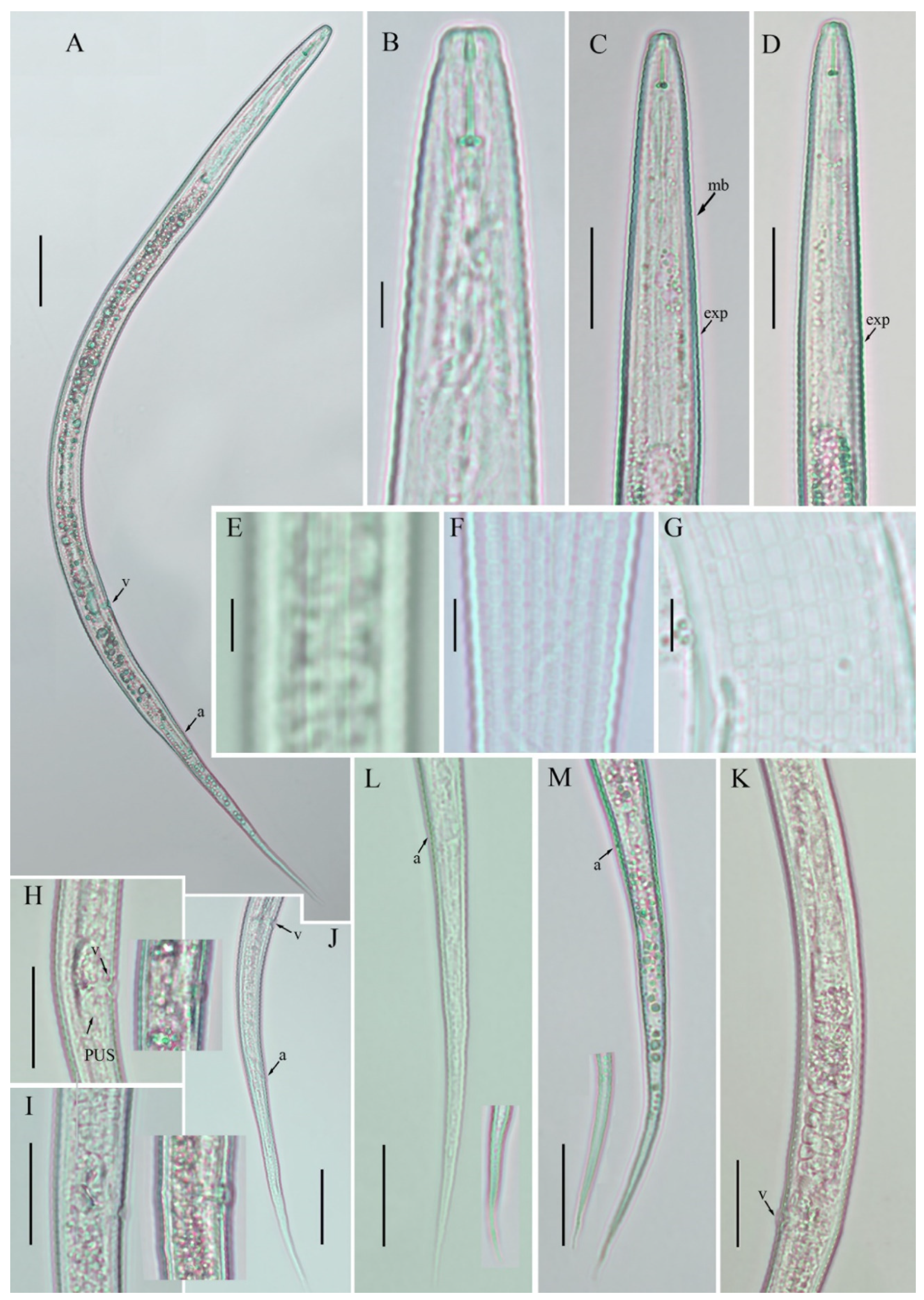 Horticulturae 07 00449 g002