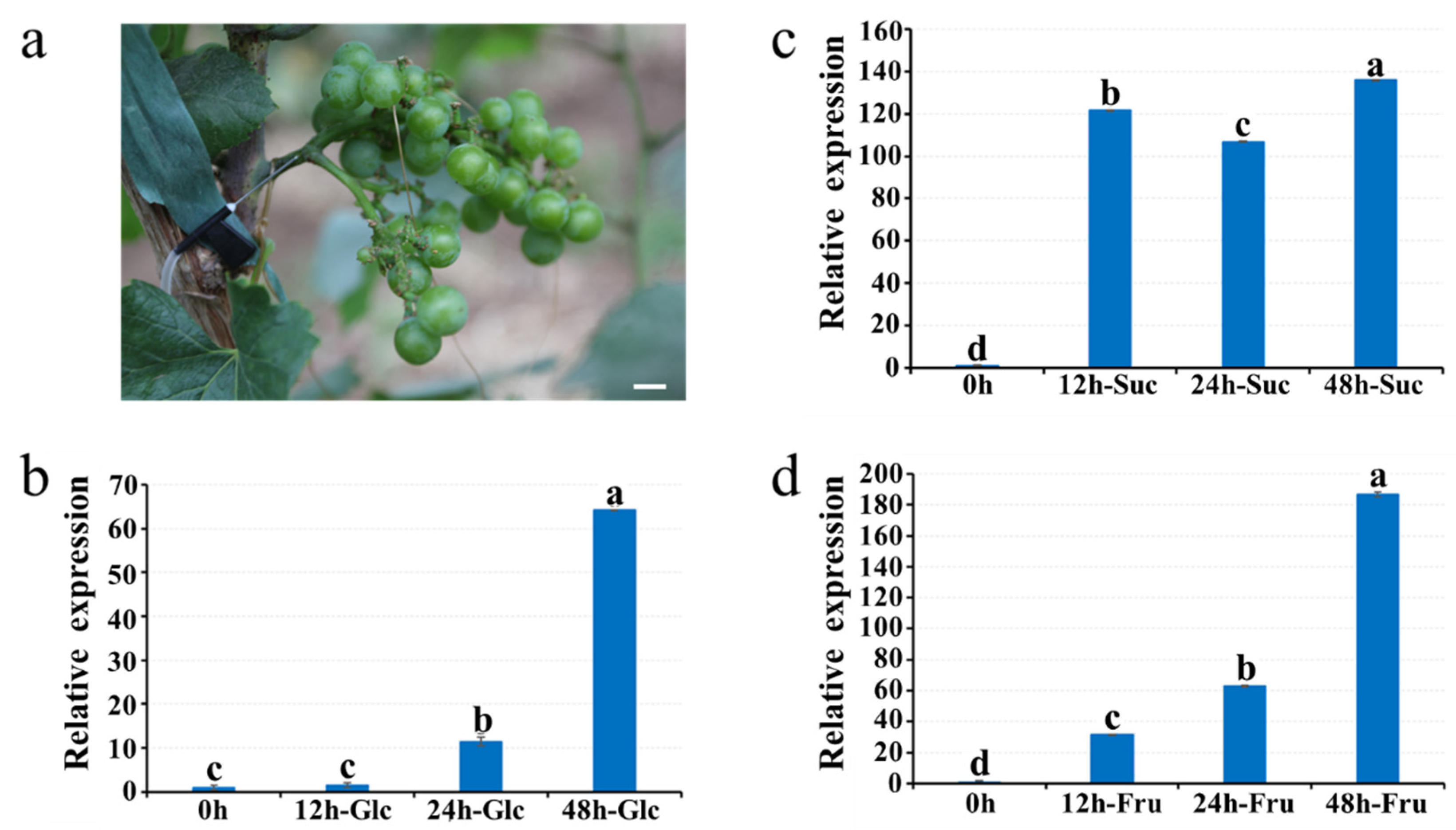 Horticulturae 07 00453 g006 550