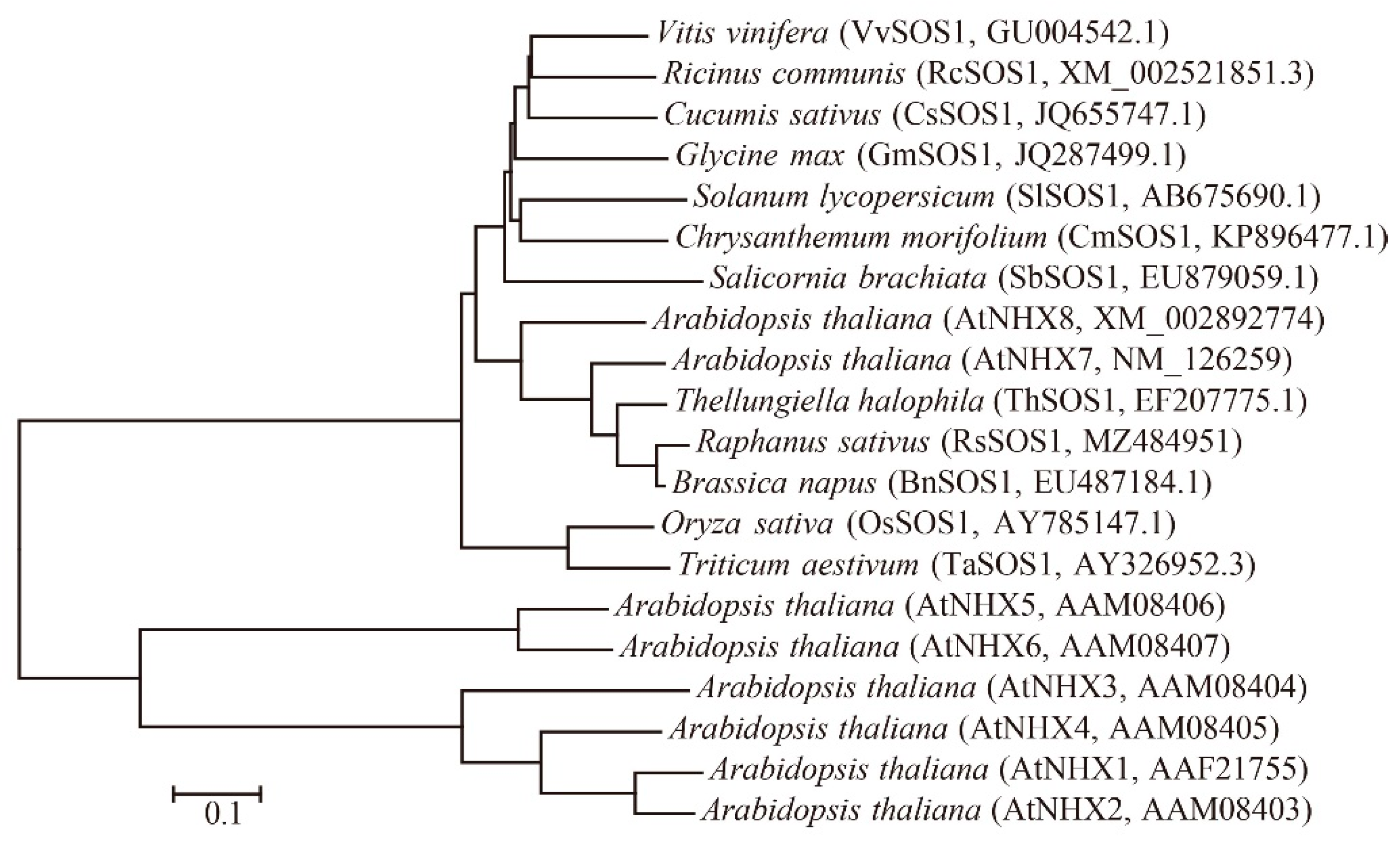 Horticulturae 07 00458 g001 550