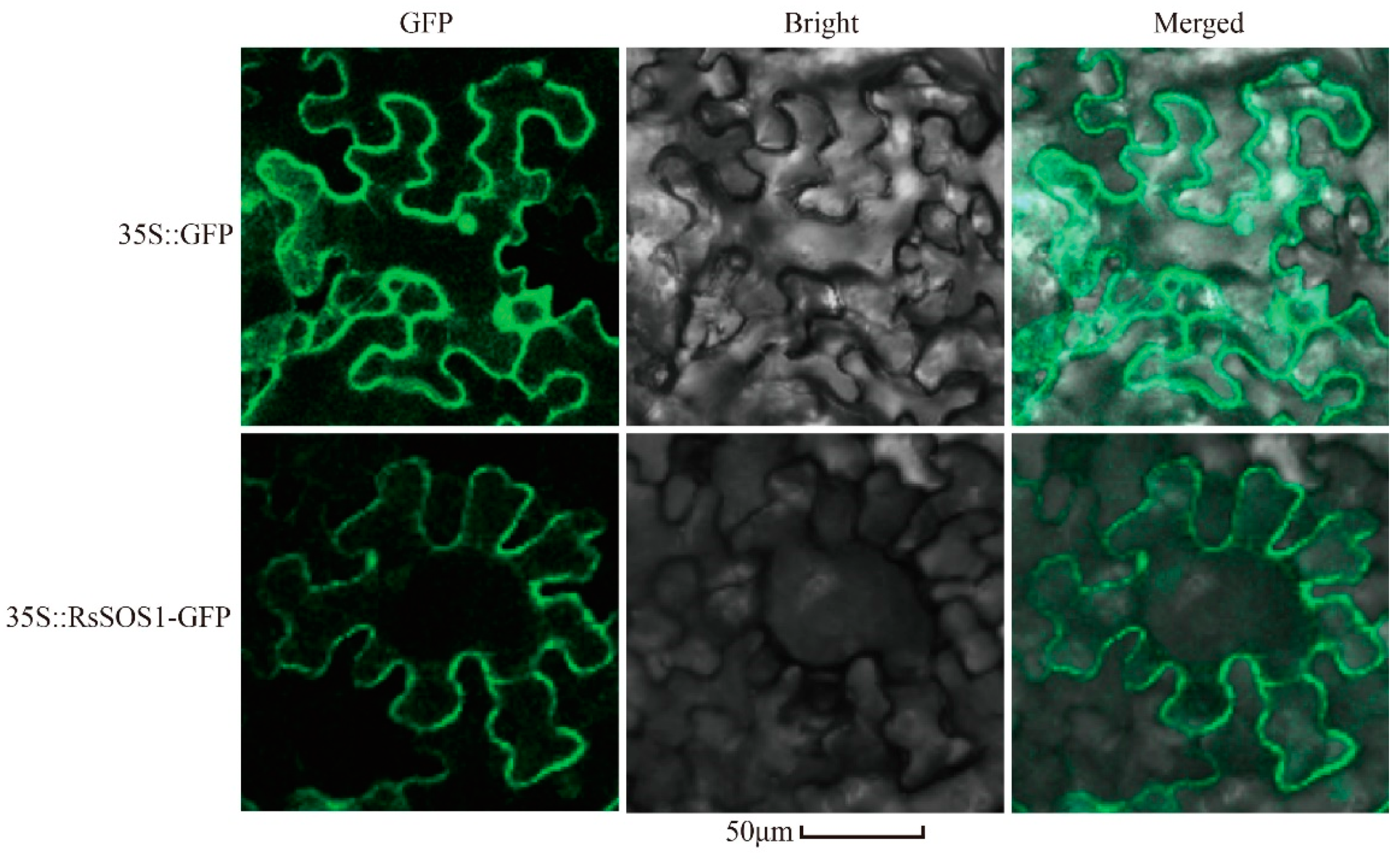 Horticulturae 07 00458 g002 550