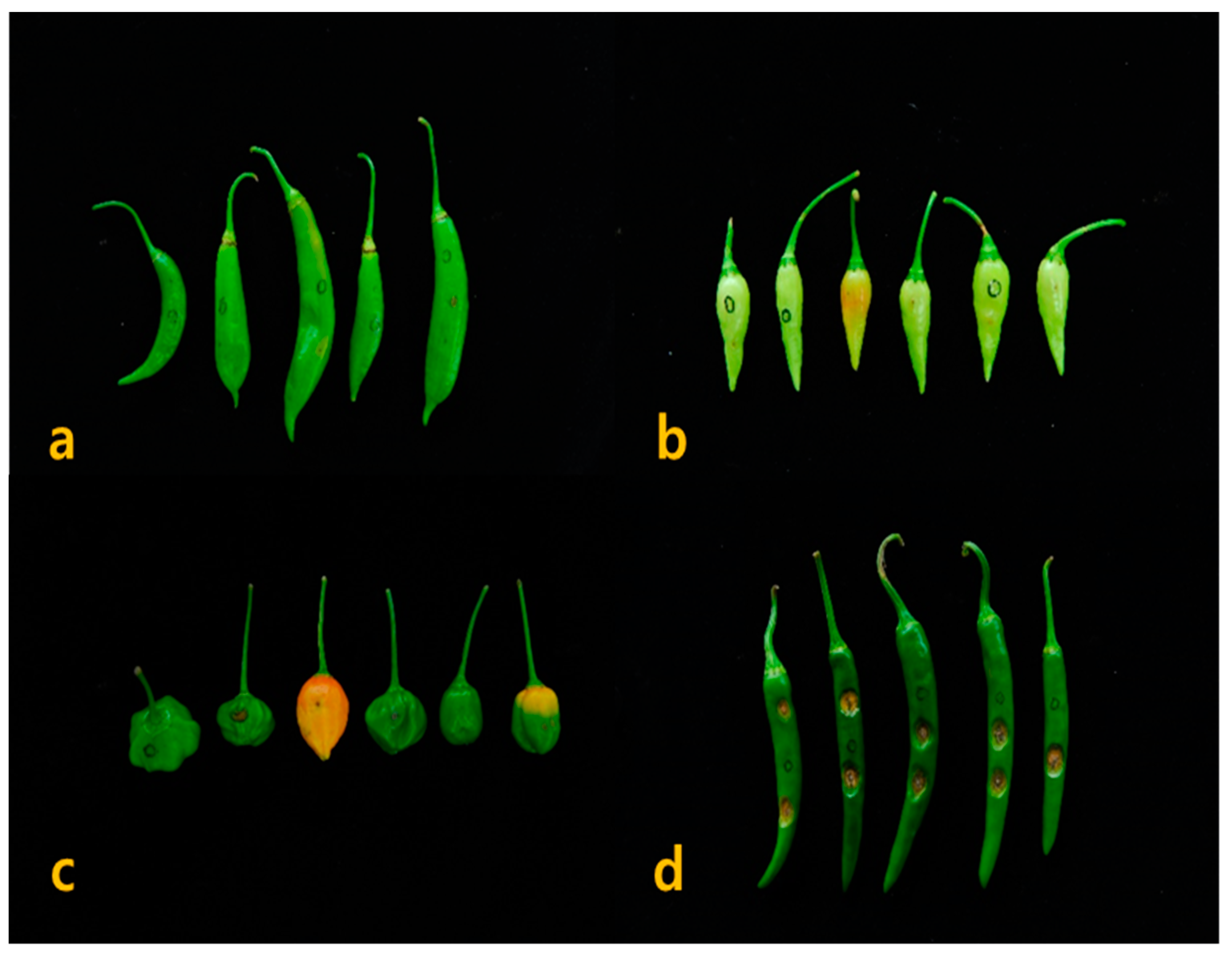 Horticulturae 07 00460 g003