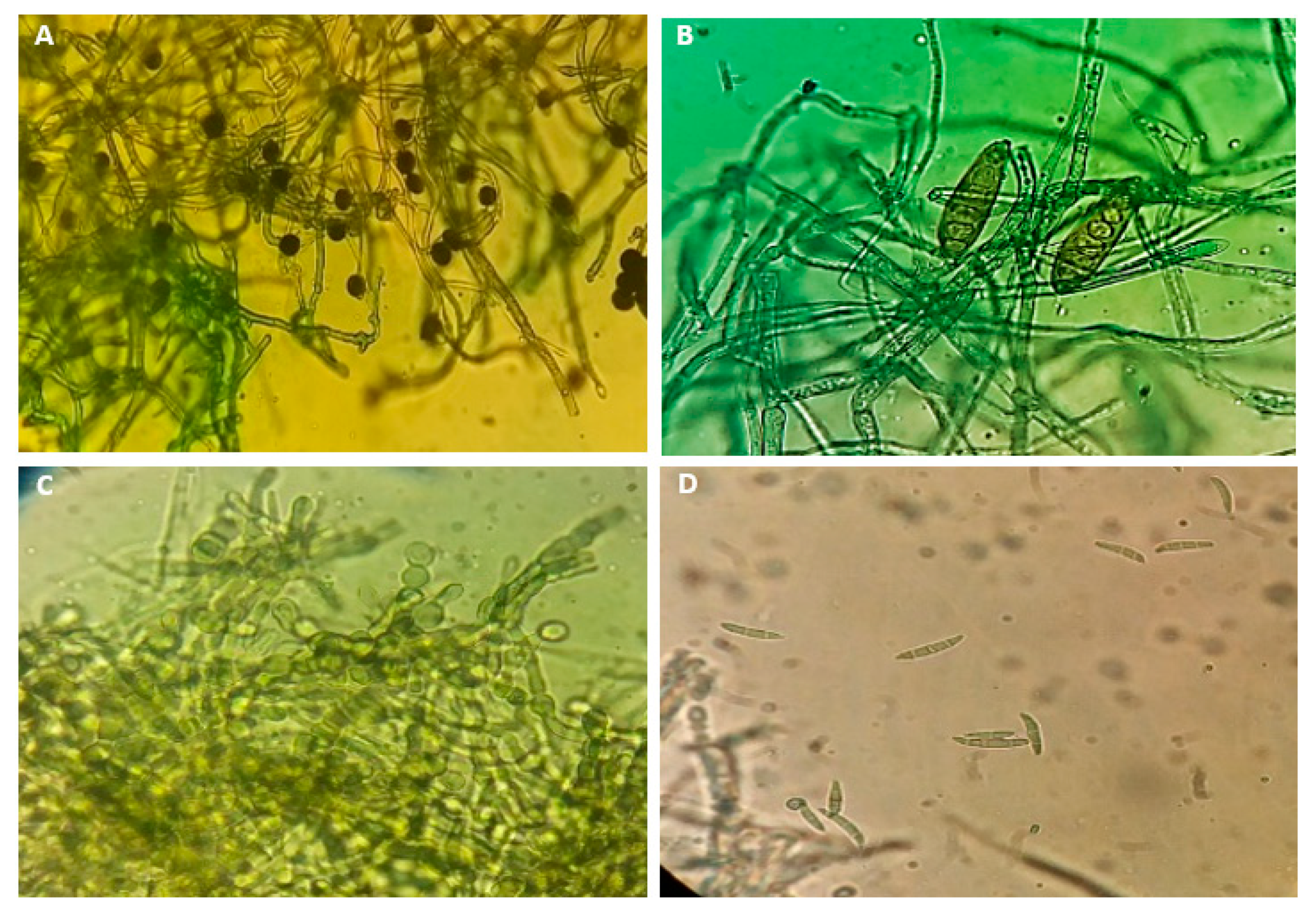 Horticulturae 07 00470 g003 Horticulturae 07 00470 g003