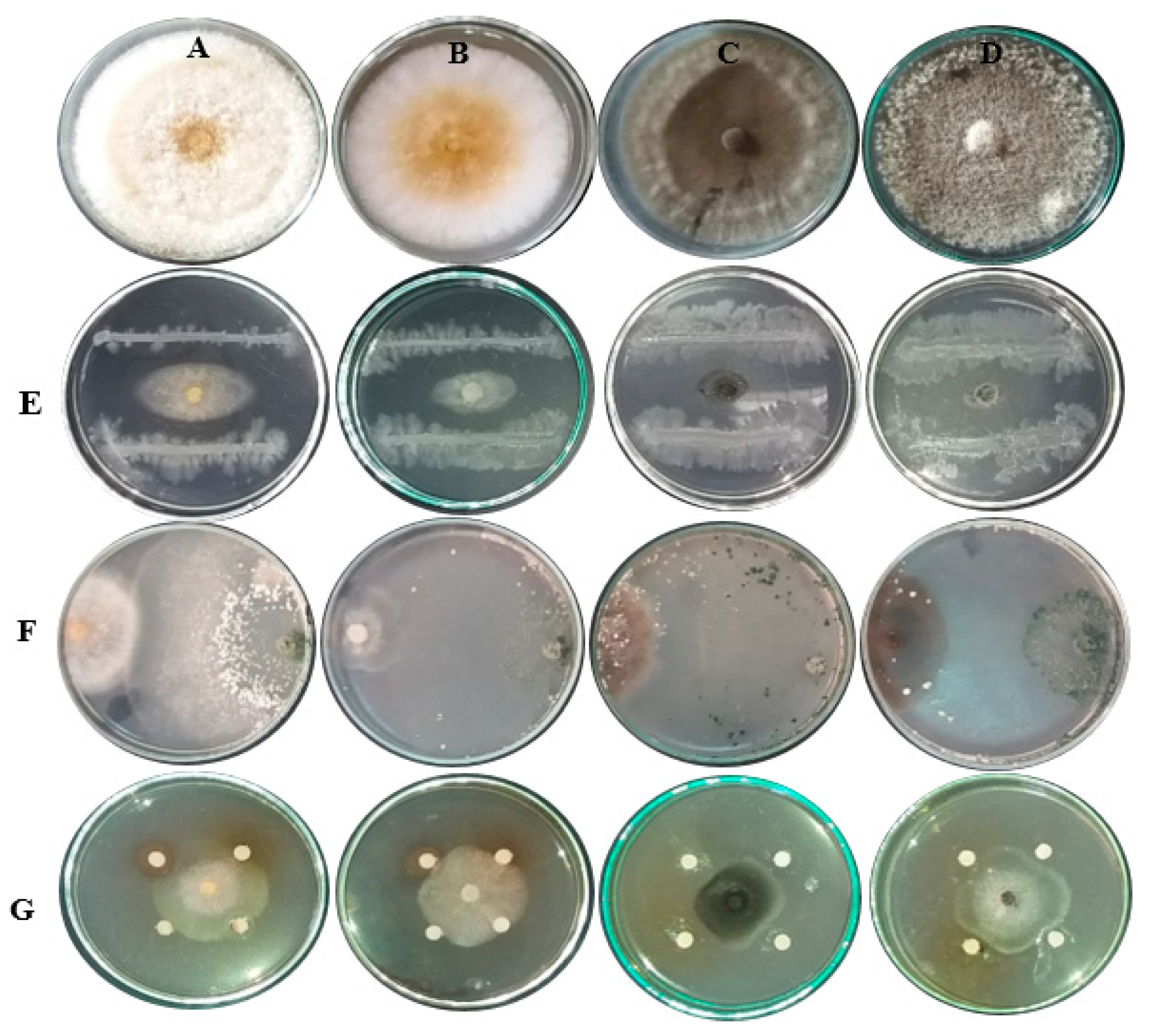 Horticulturae 07 00470 g004 Horticulturae 07 00470 g004