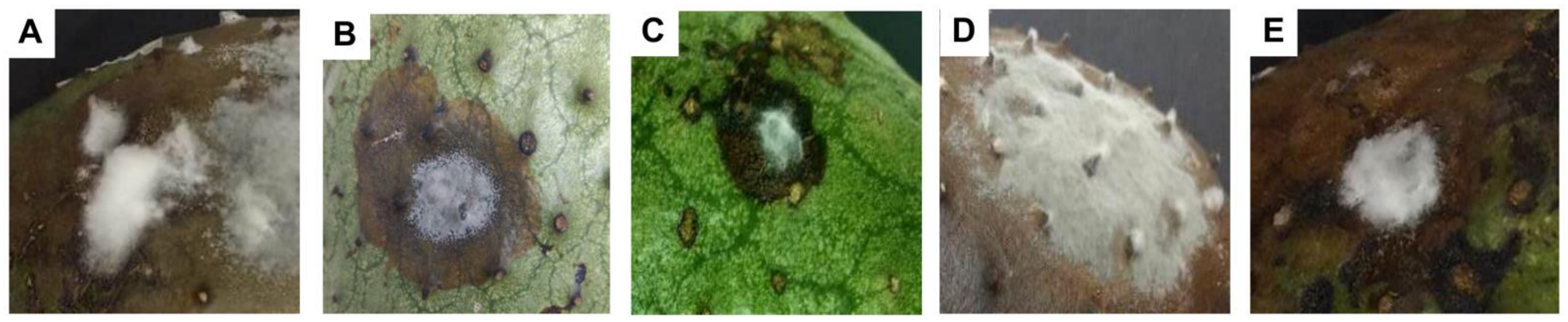 Horticulturae 07 00471 g002