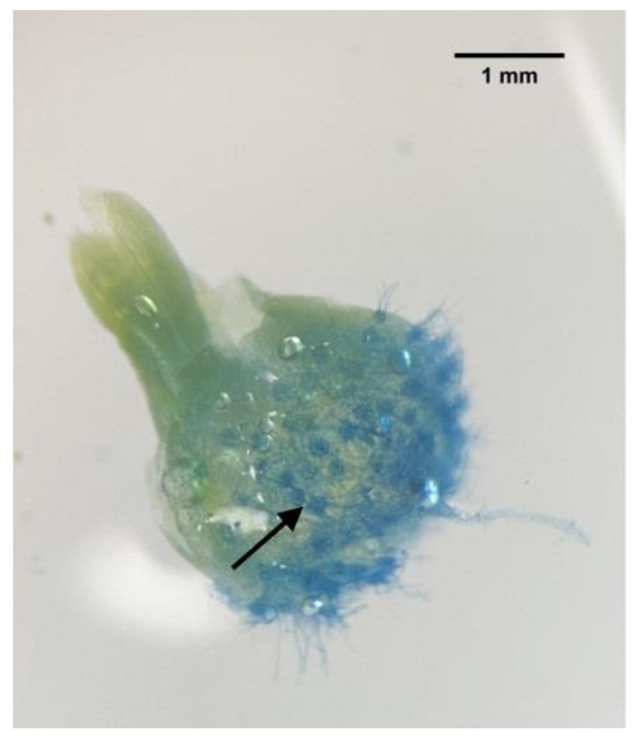 Horticulturae 07 00472 g004 Horticulturae 07 00472 g004