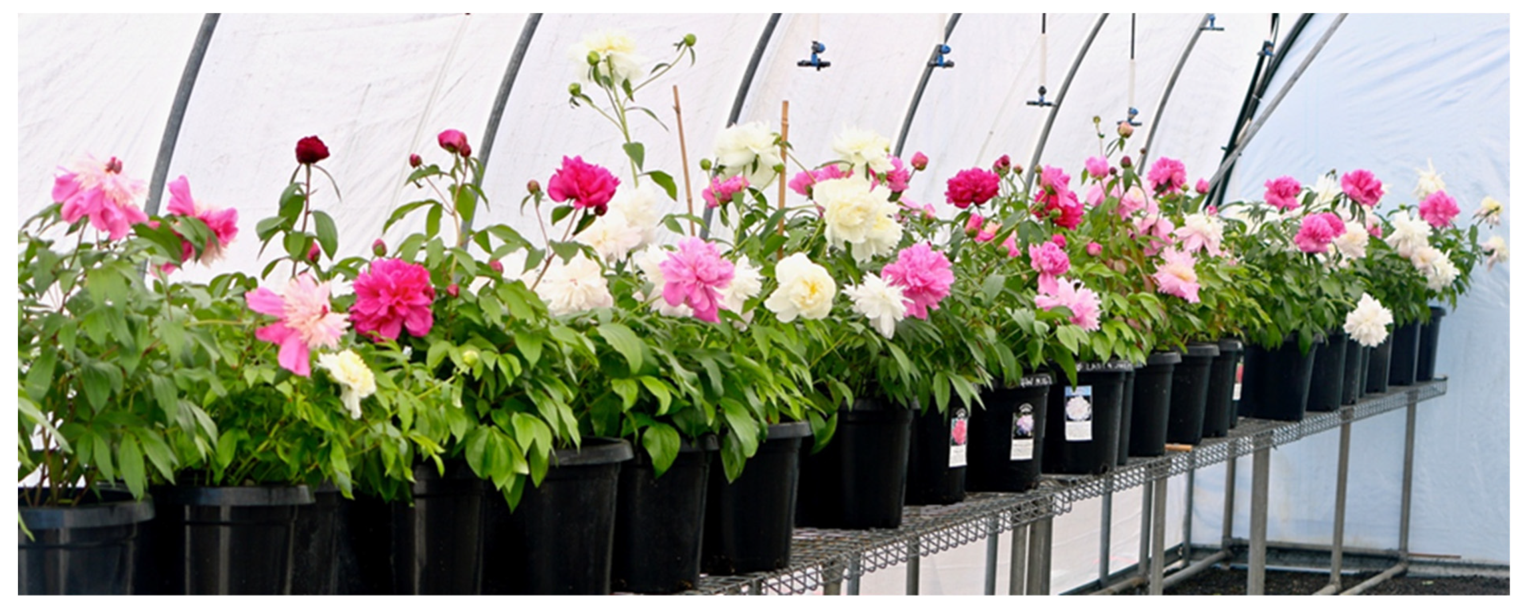 Horticulturae 07 00476 g006 550