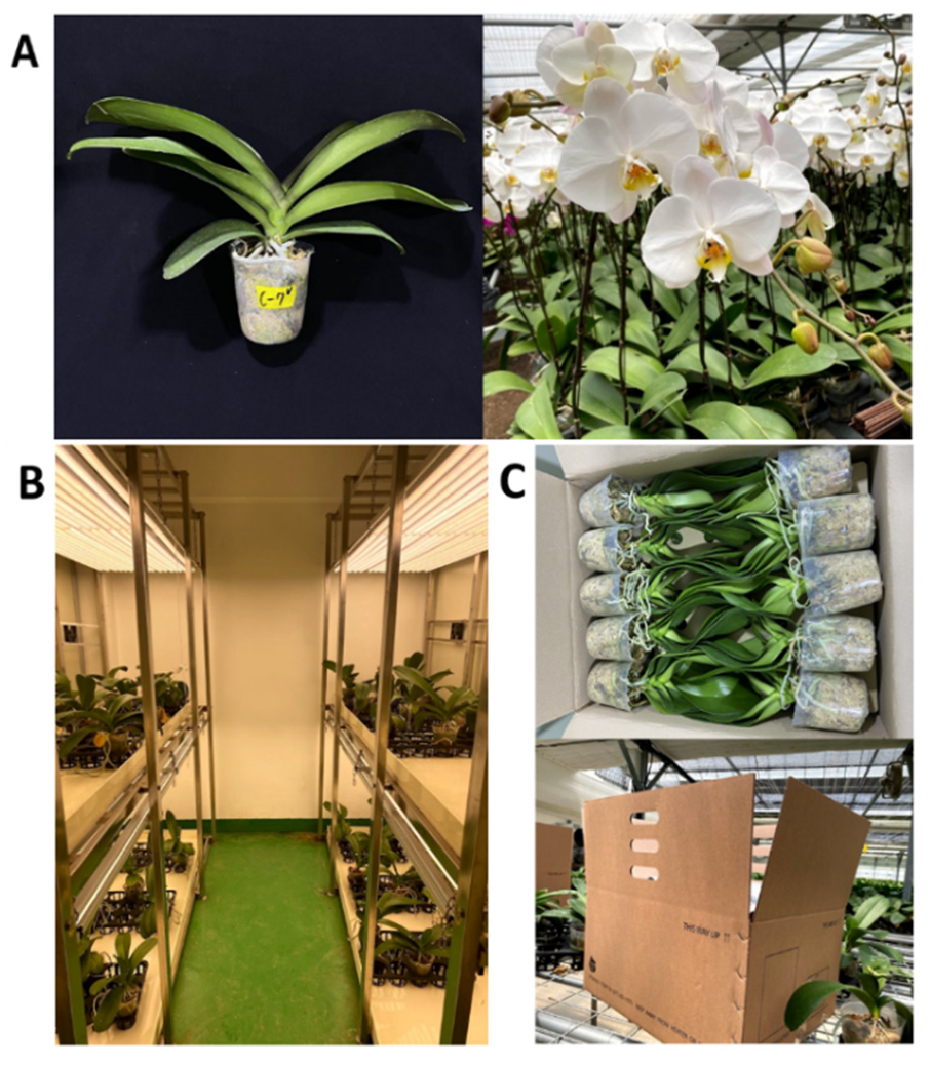 The Physioogy of Tropical Orchids in Relation To The Industry