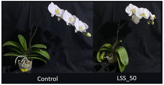 The Physioogy of Tropical Orchids in Relation To The Industry