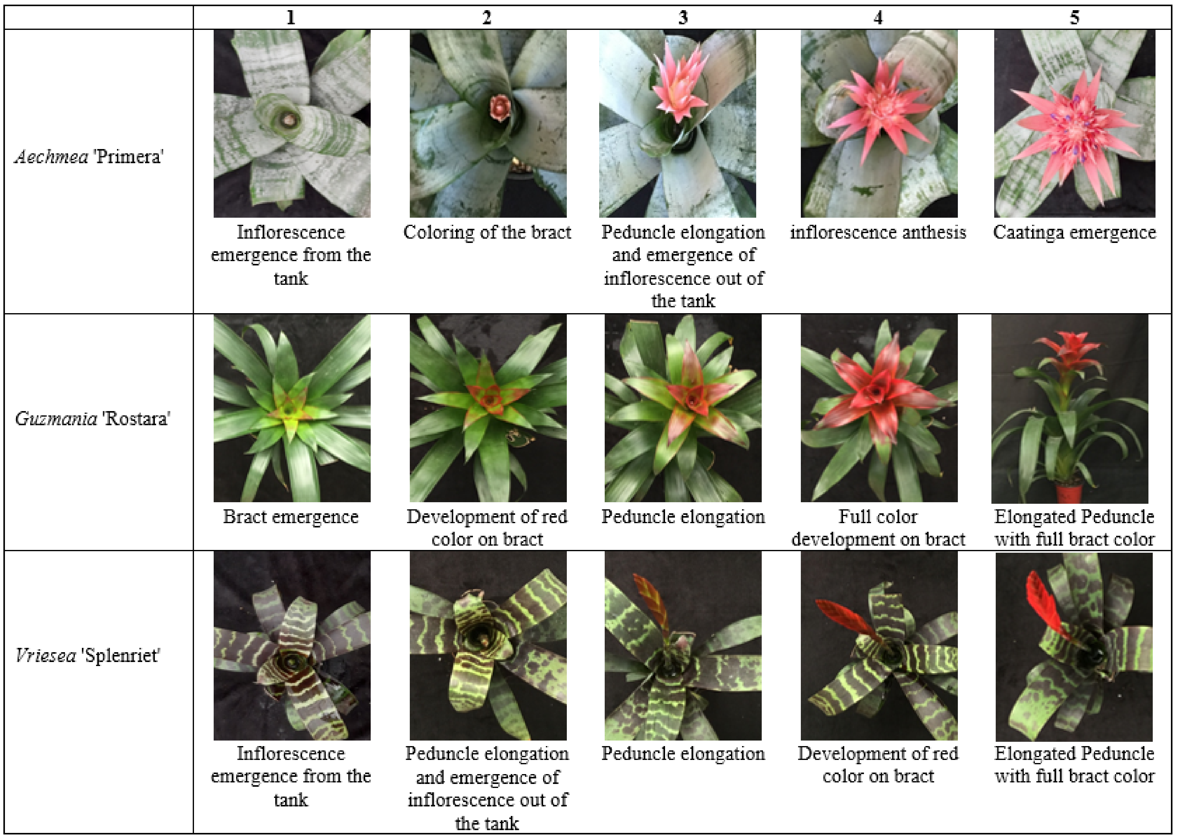 Horticulturae 07 00485 g001