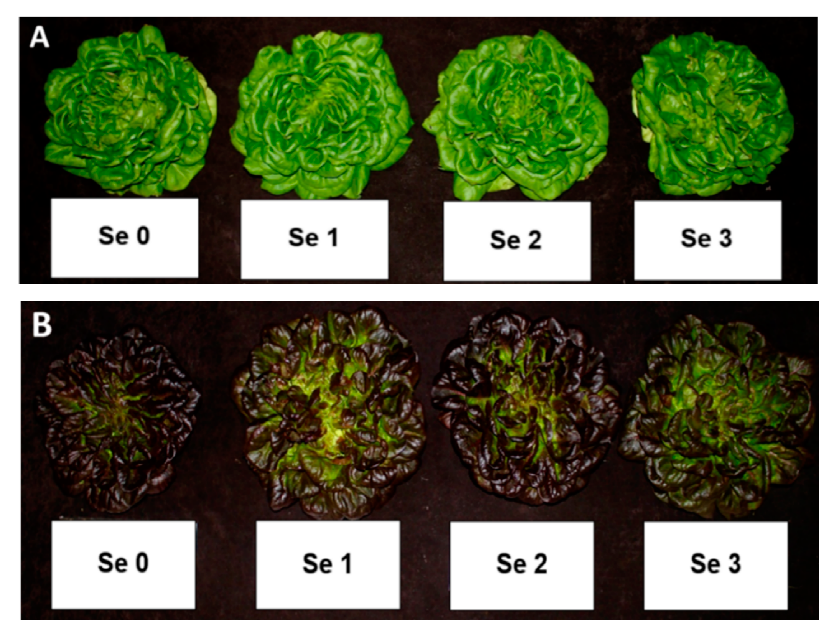 Horticulturae 07 00488 g001