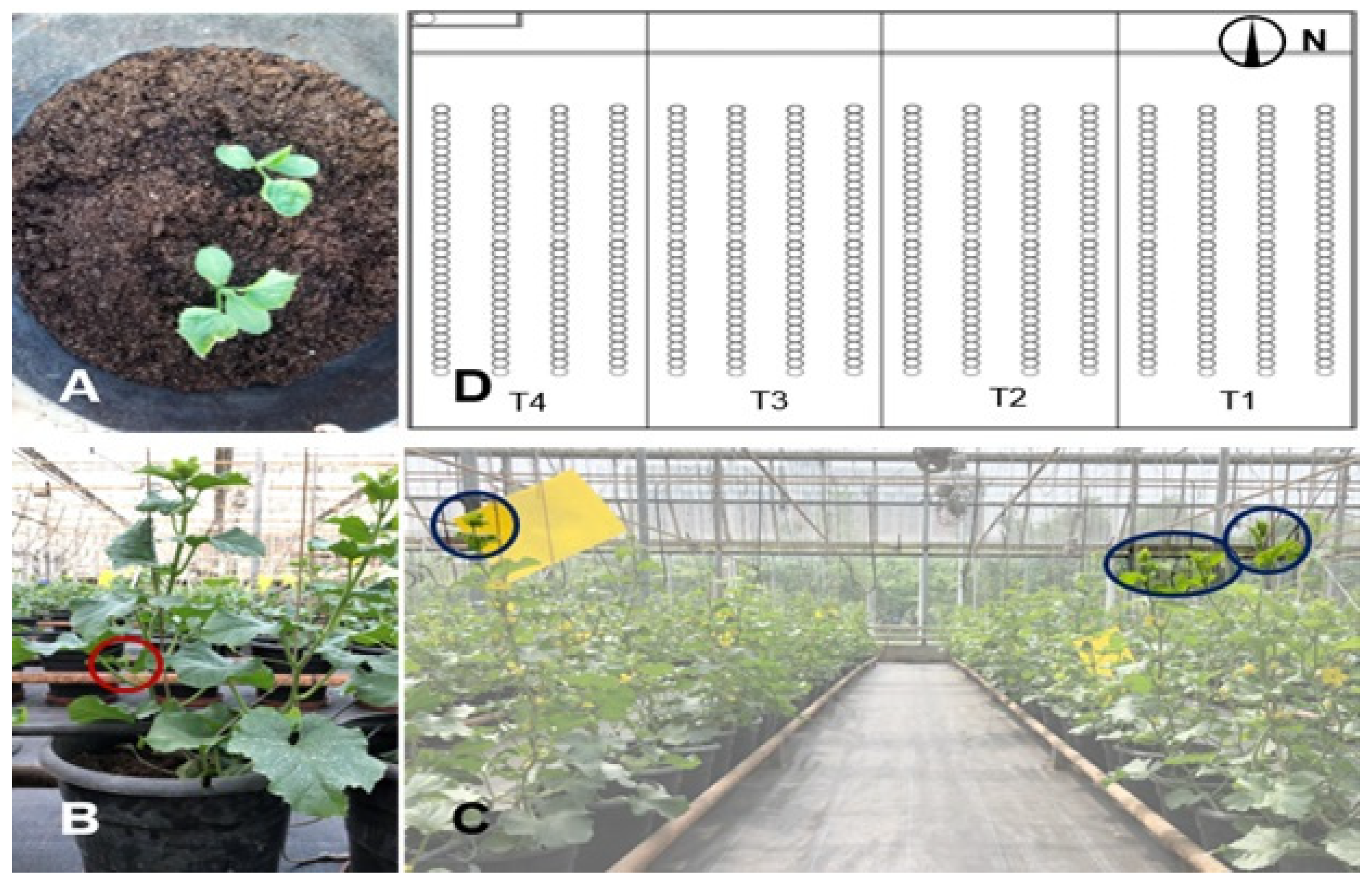 Horticulturae 07 00489 g002 Horticulturae 07 00489 g002