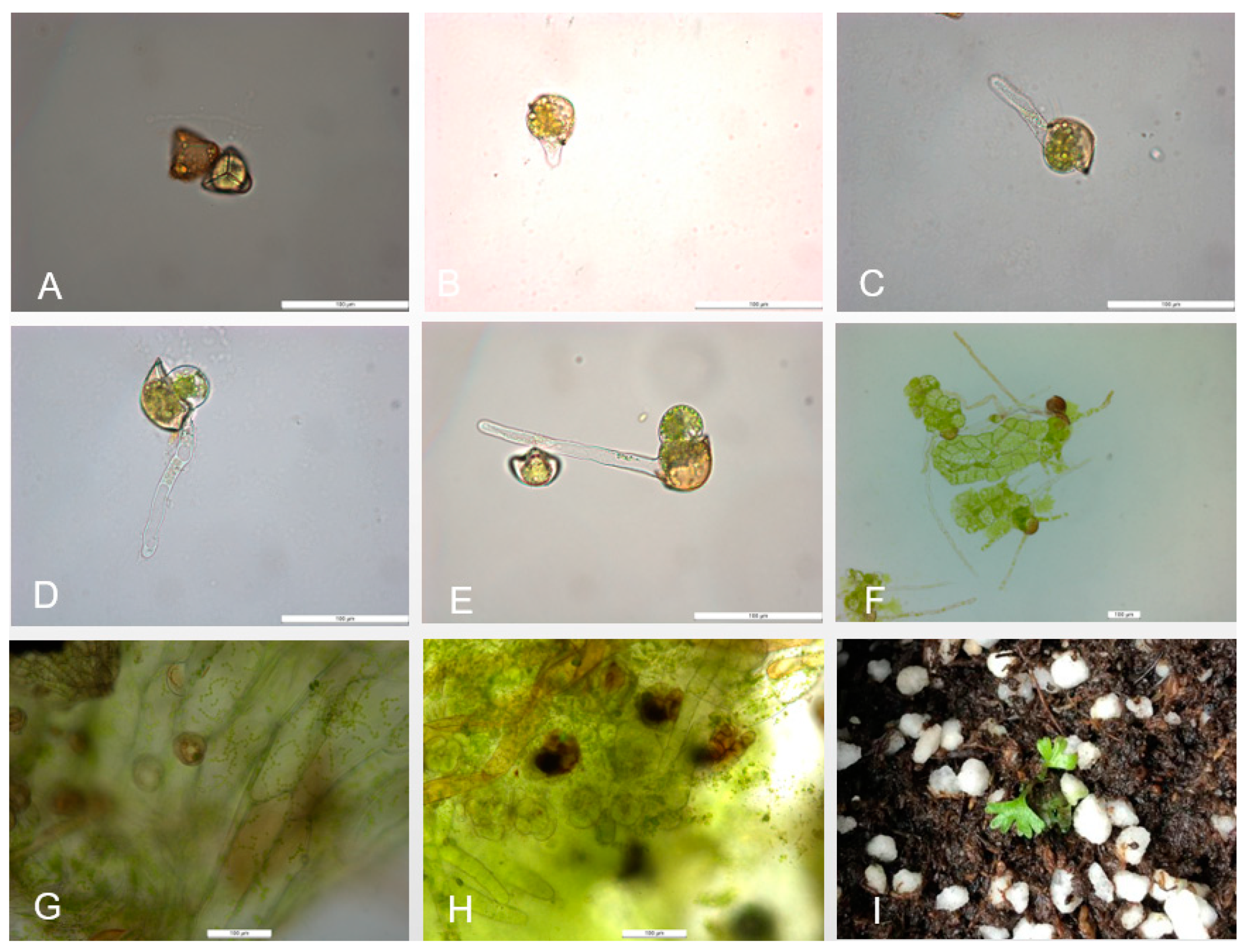 Horticulturae 07 00496 g001