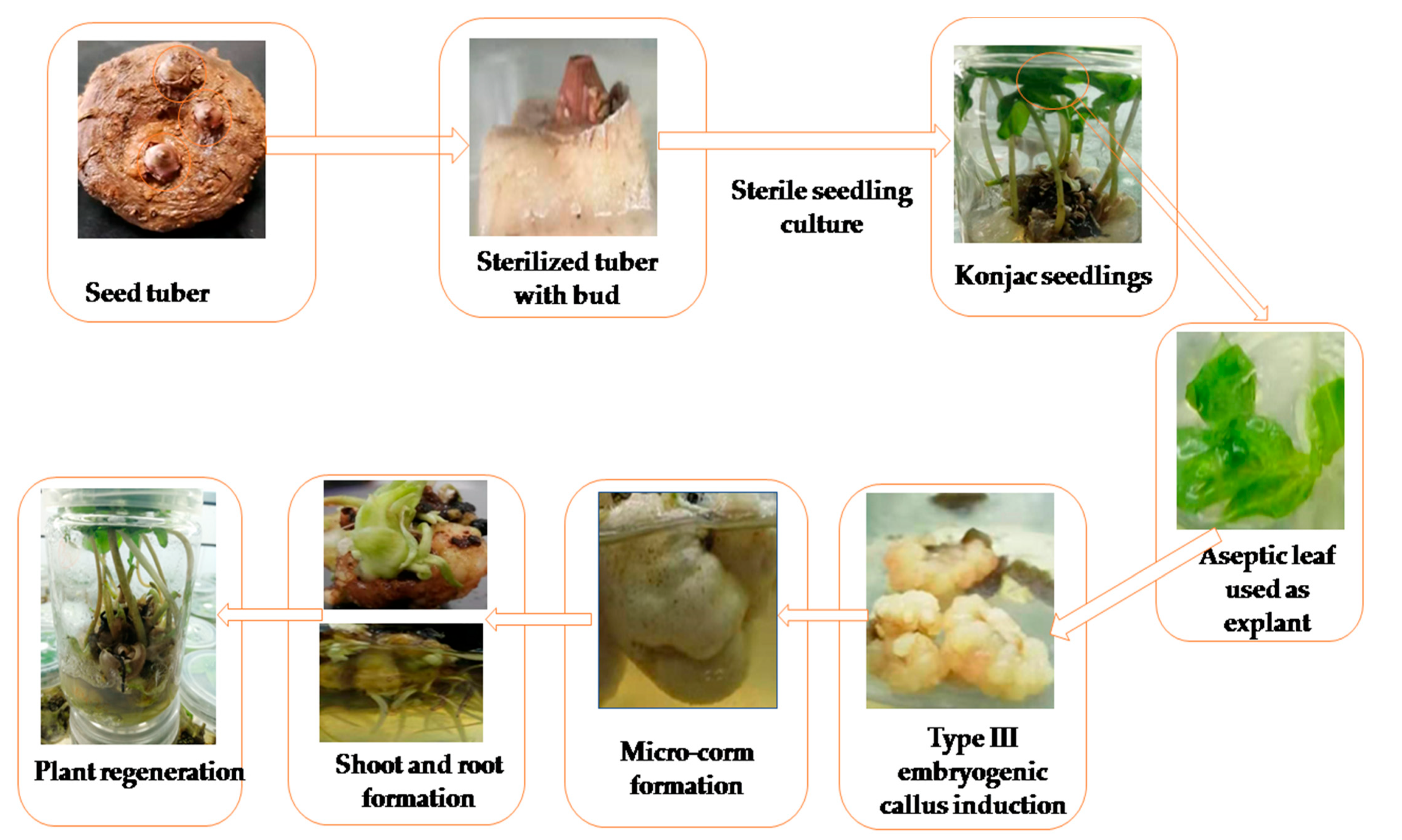 Horticulturae 07 00497 g001 550