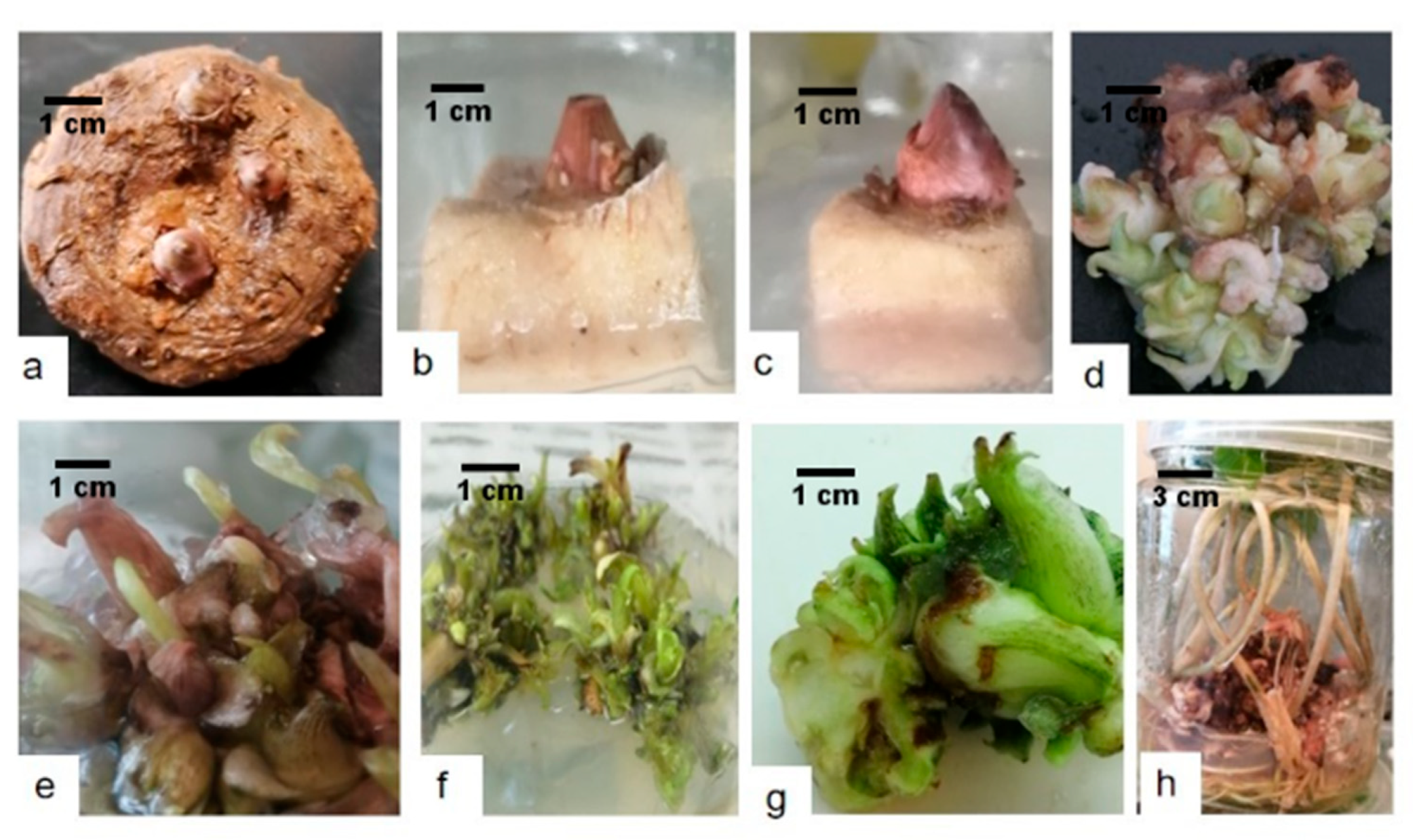 Horticulturae 07 00497 g002 550