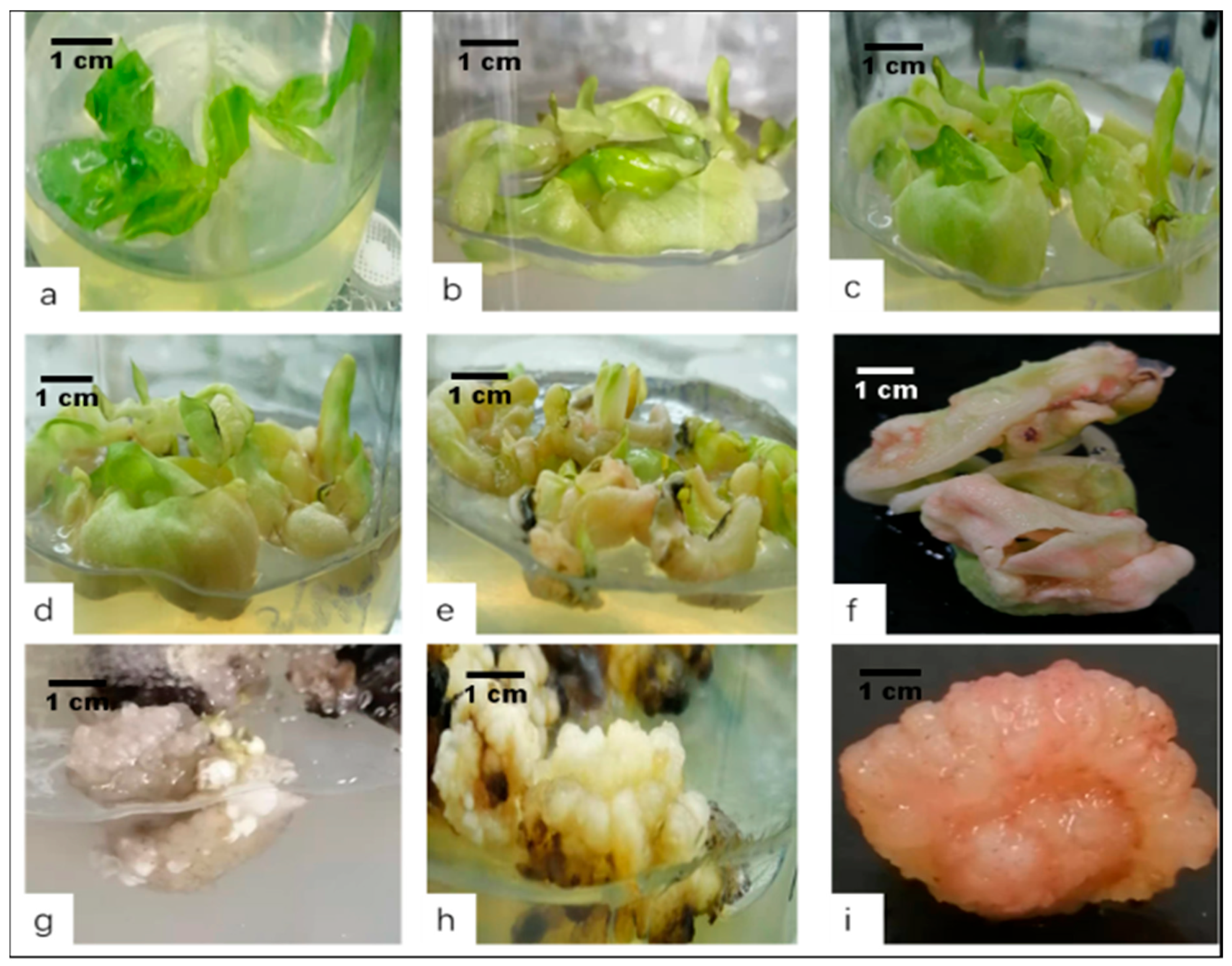 Horticulturae 07 00497 g003 550