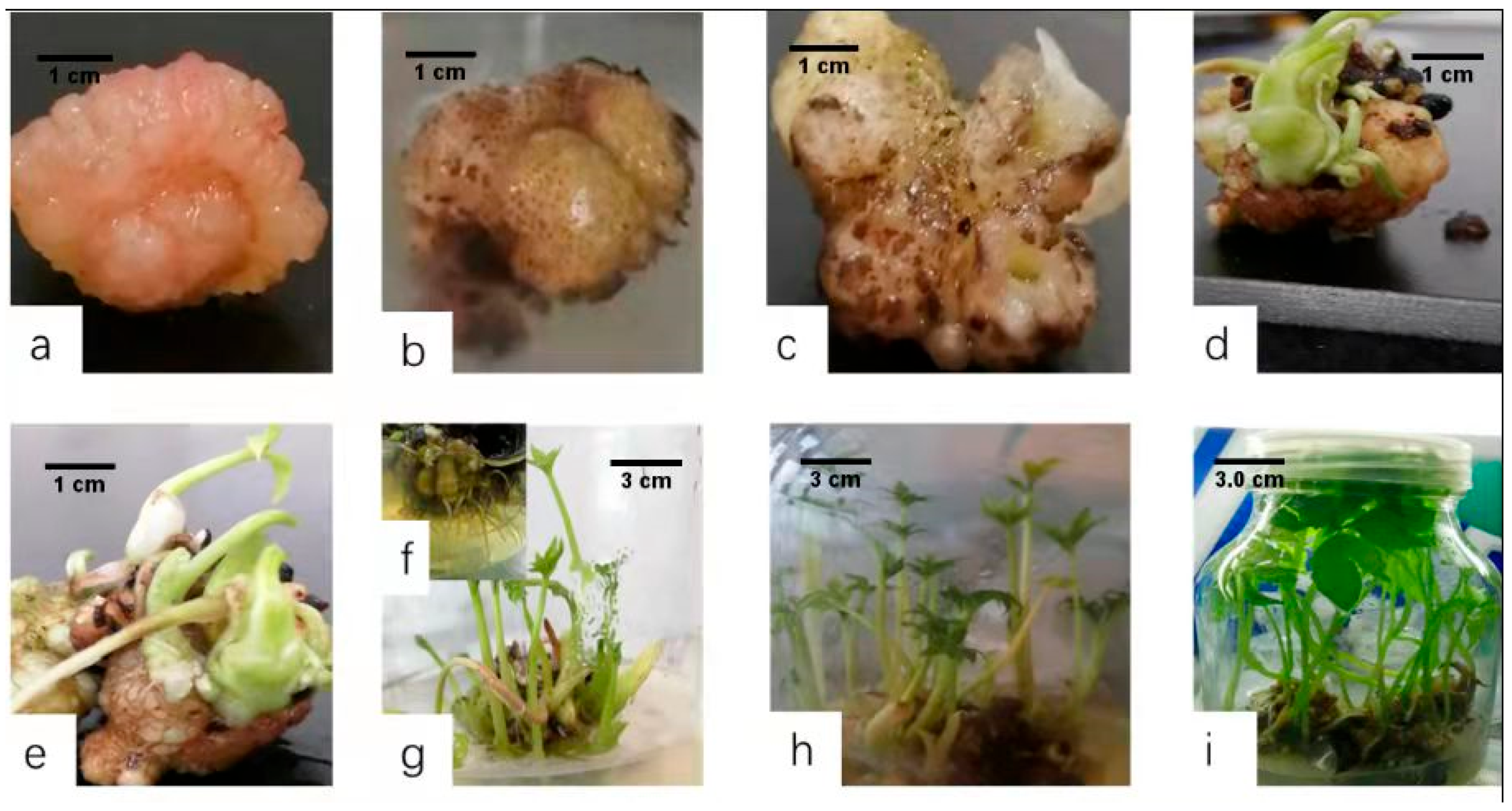 Horticulturae 07 00497 g004 550