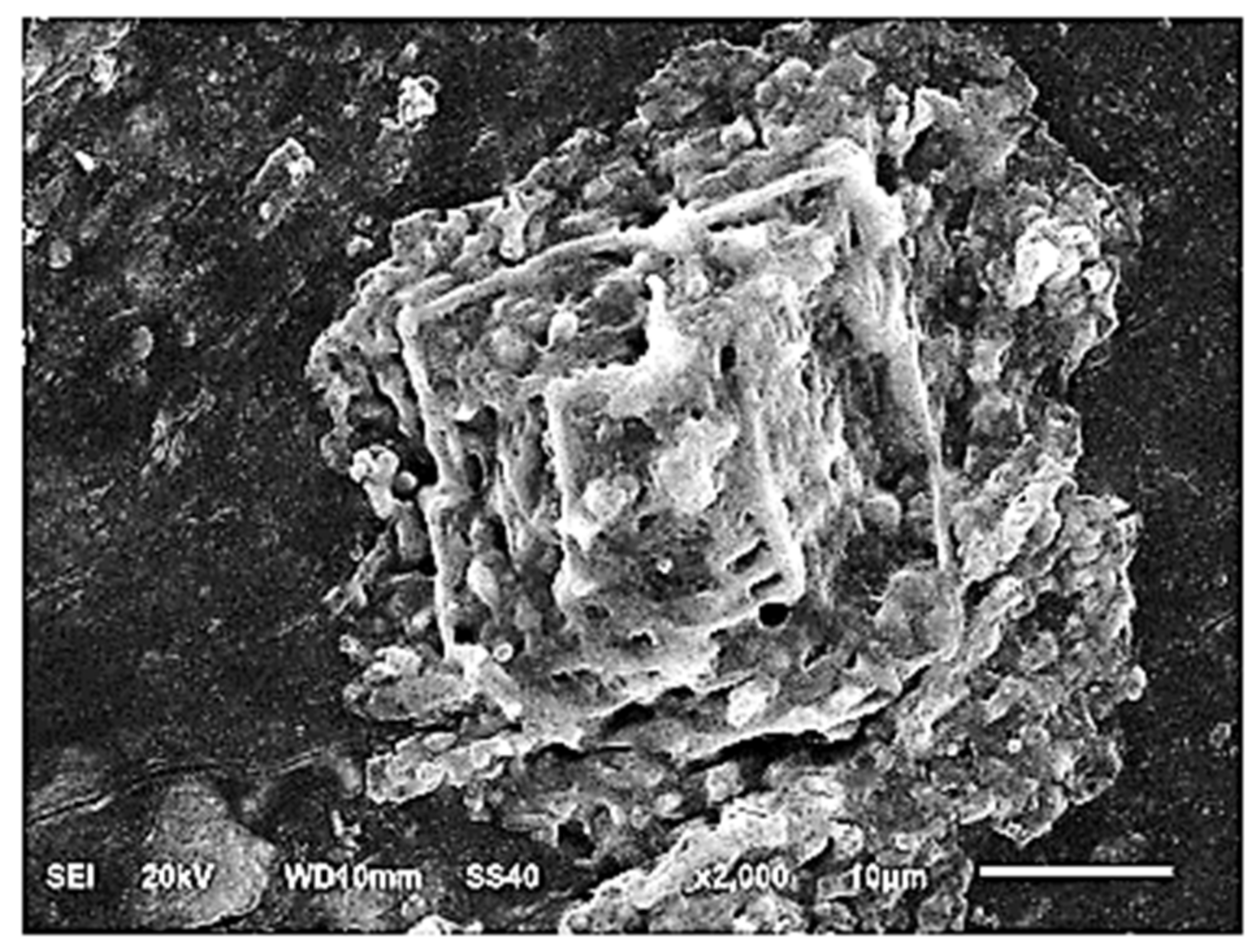 Horticulturae 07 00498 g001