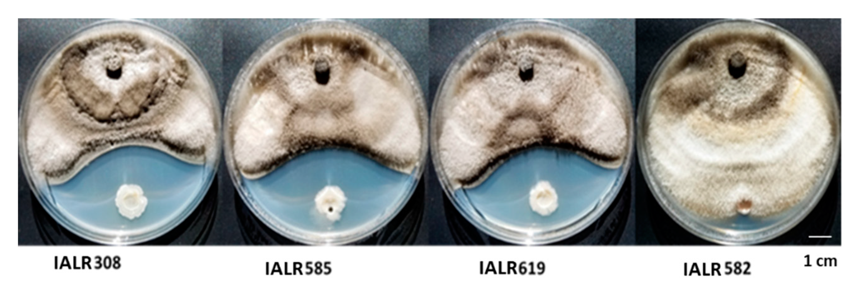 Horticulturae 07 00504 g001 550