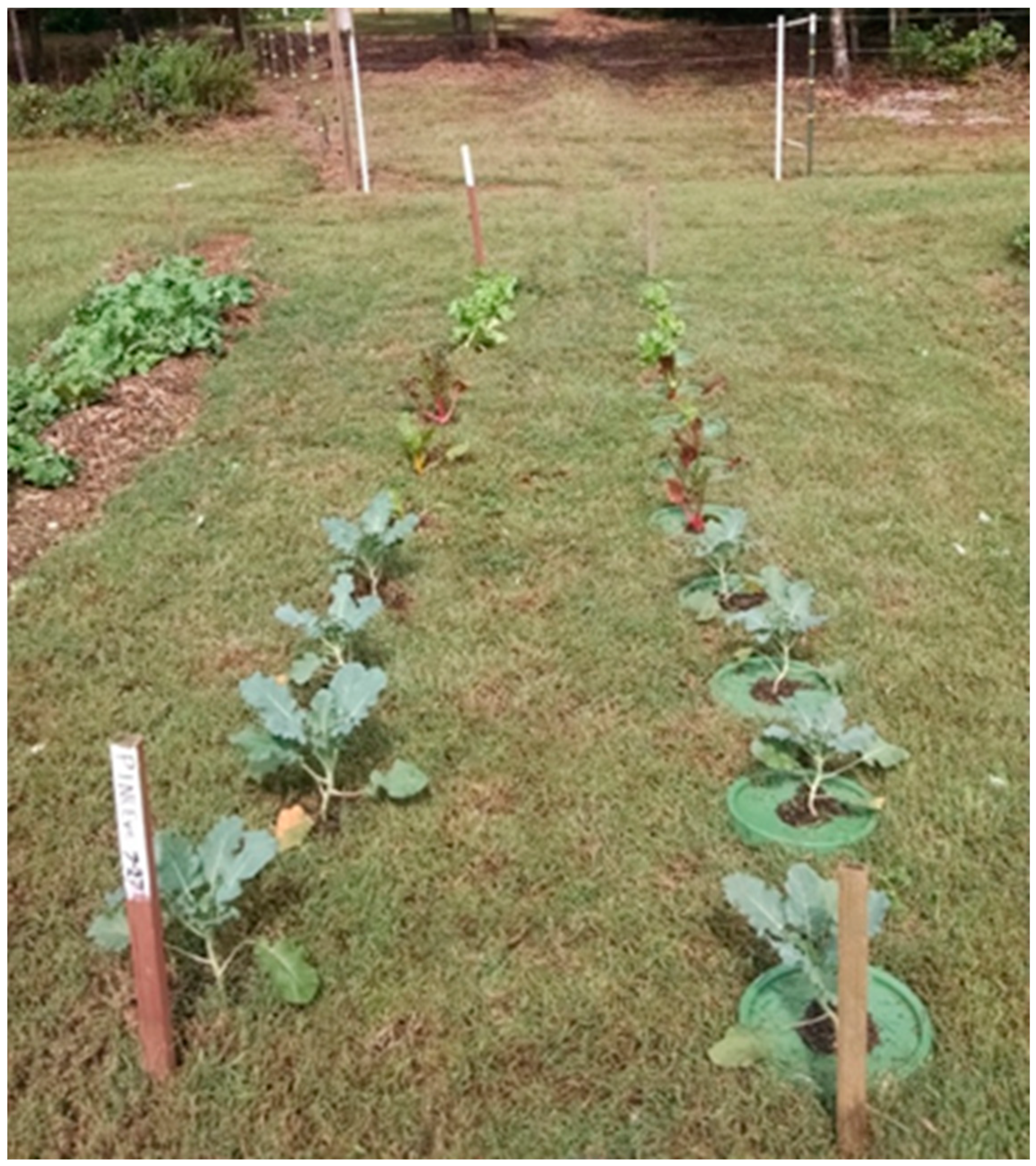 Horticulturae 07 00505 g004 550