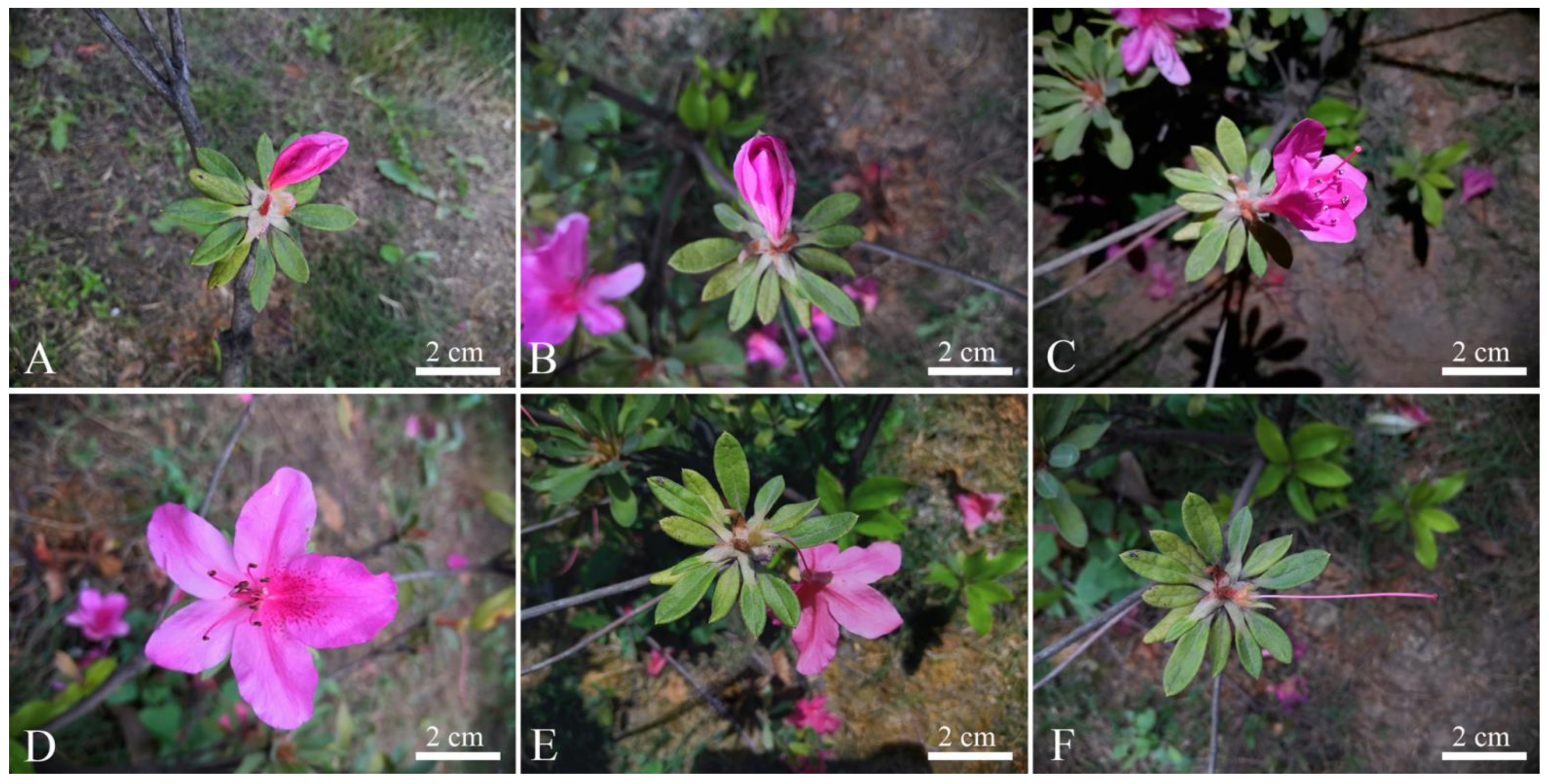 Horticulturae 07 00508 g004