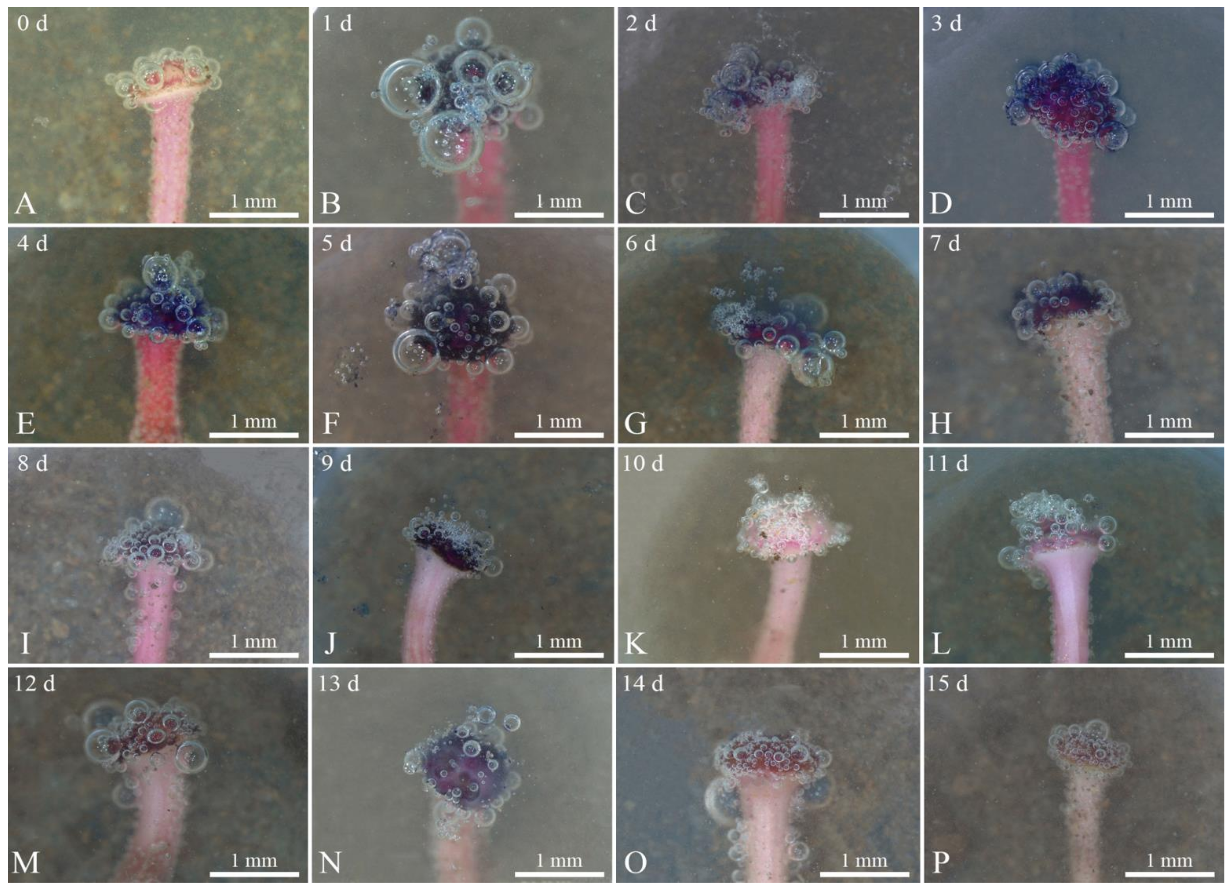 Horticulturae 07 00508 g007