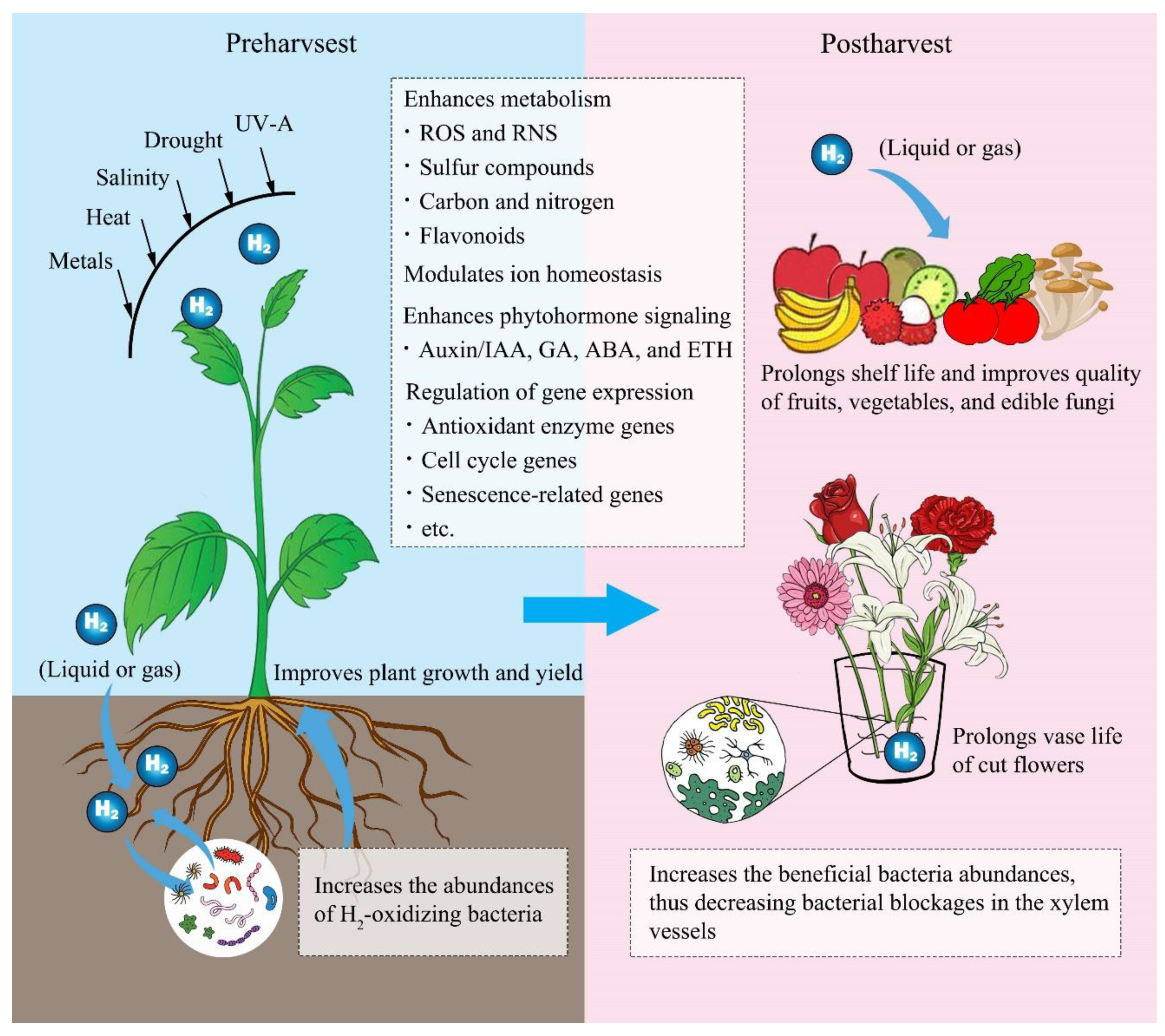 Horticulturae 07 00513 g003