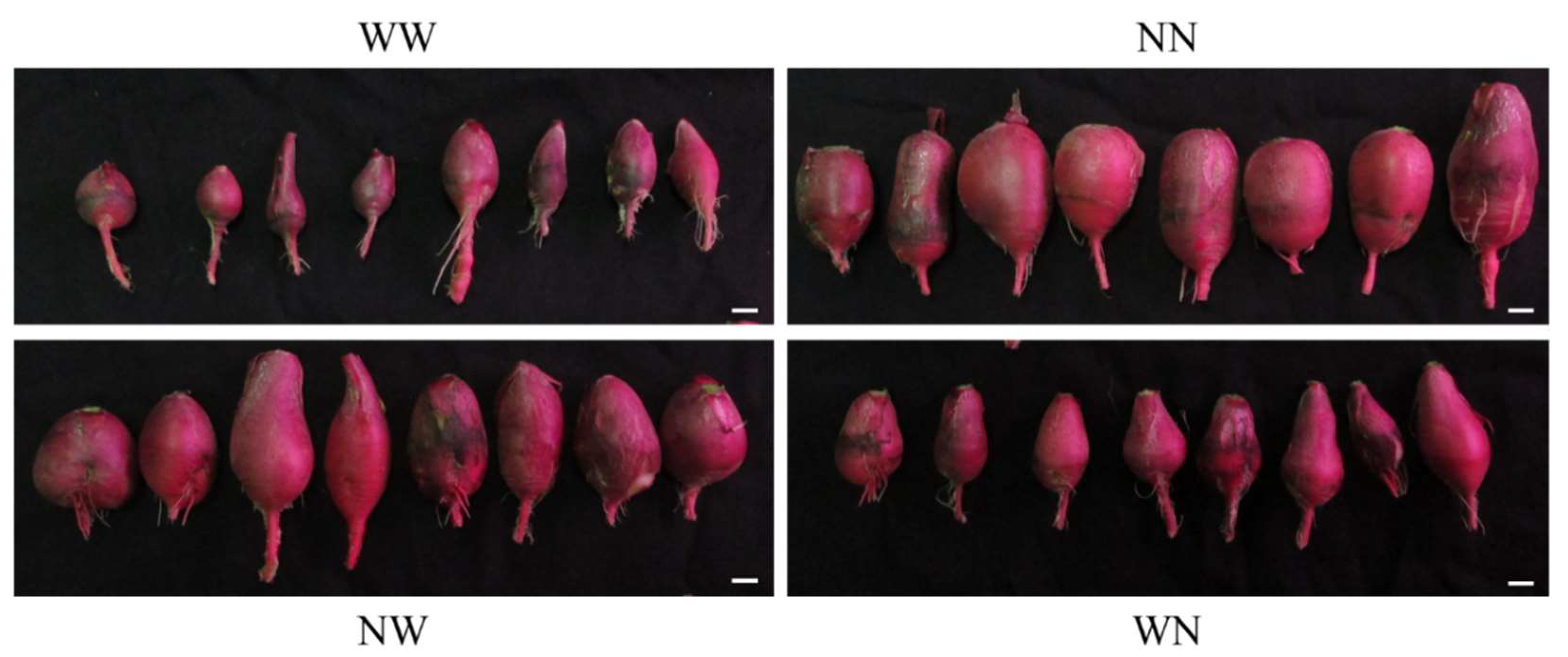 Horticulturae 07 00525 g003 Horticulturae 07 00525 g003