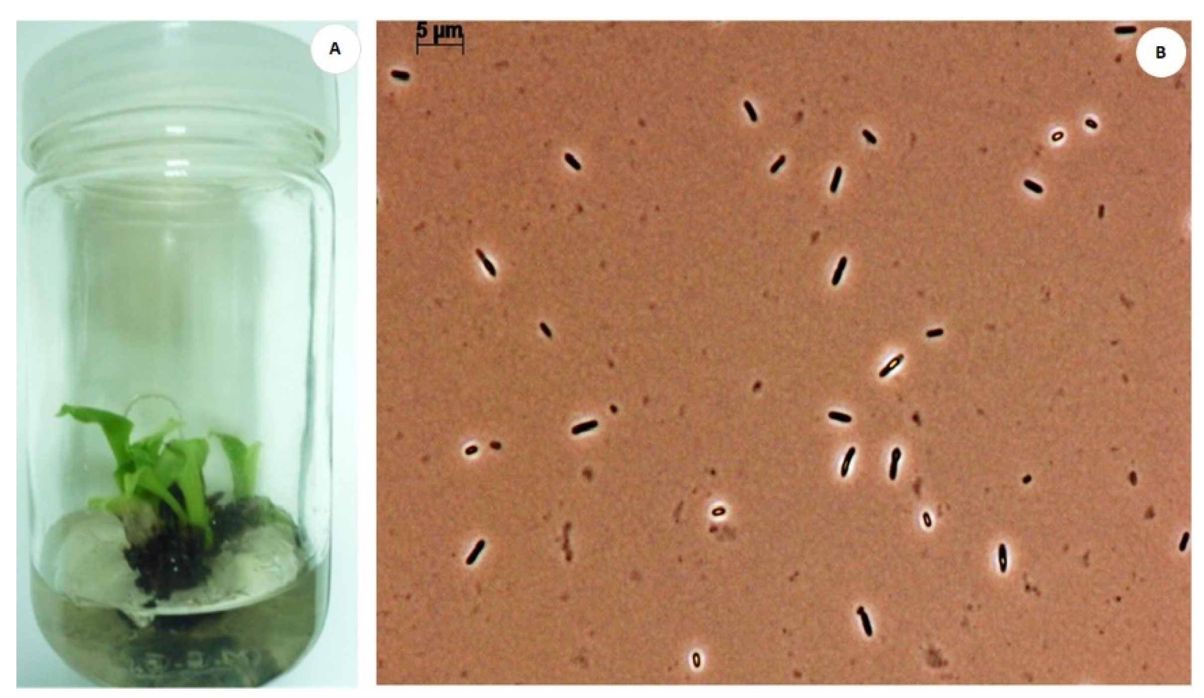 Horticulturae 07 00526 g001 Horticulturae 07 00526 g001