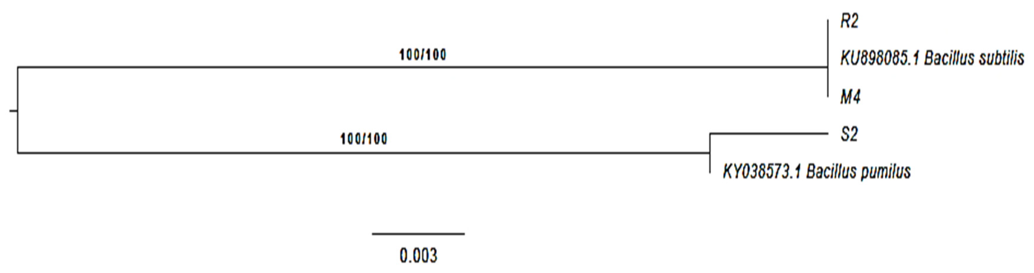 Horticulturae 07 00526 g003 Horticulturae 07 00526 g003
