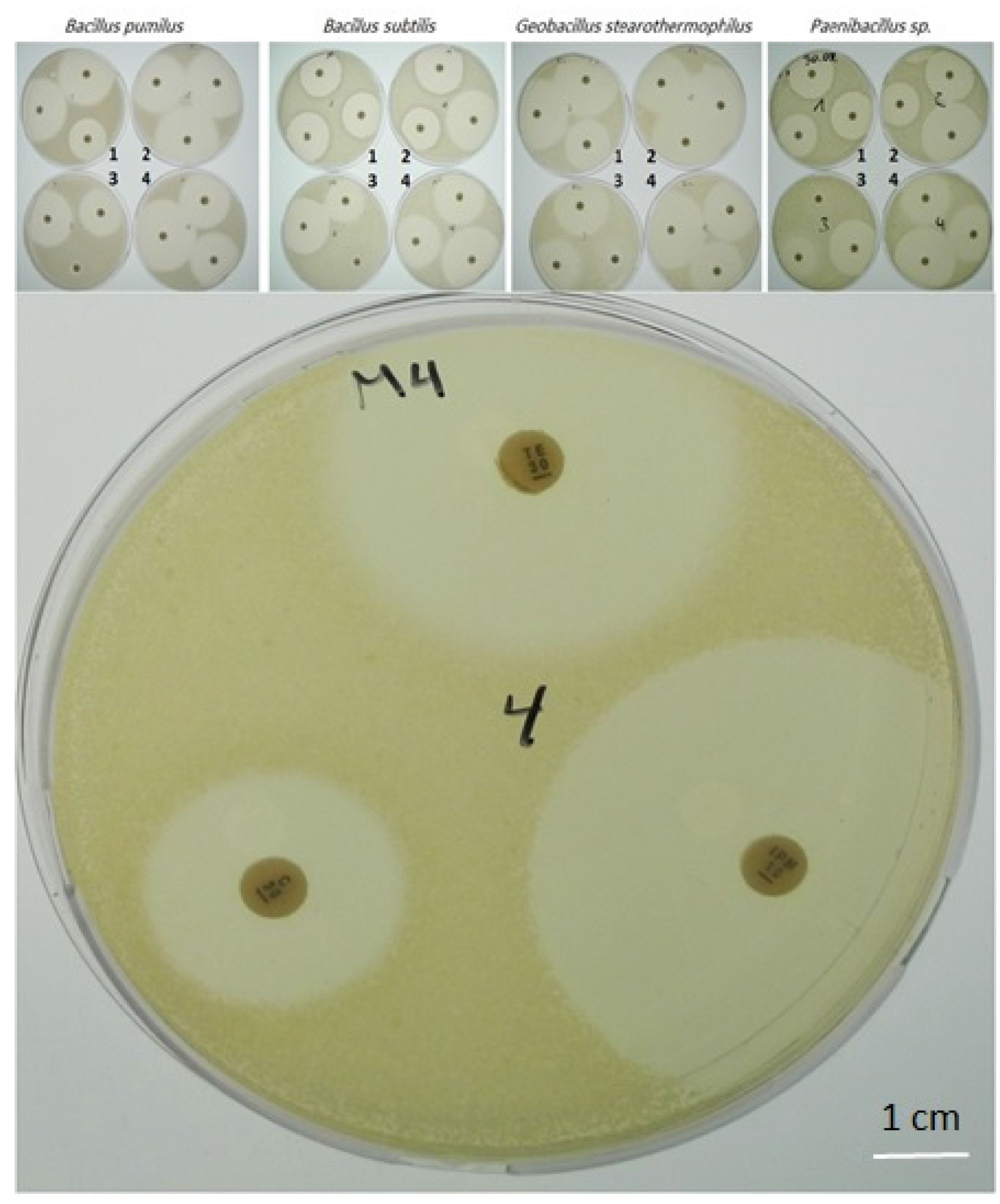 Horticulturae 07 00526 g004 Horticulturae 07 00526 g004