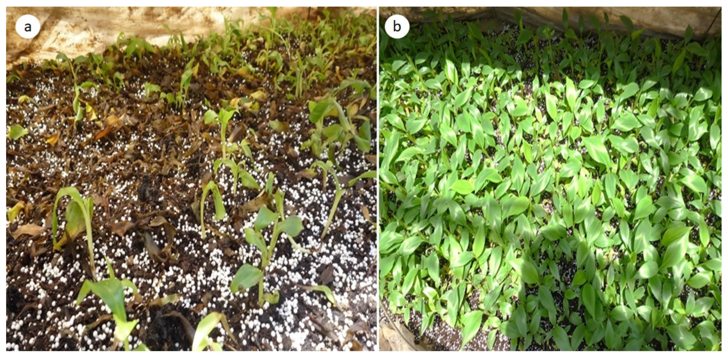 Horticulturae 07 00526 g005 Horticulturae 07 00526 g005