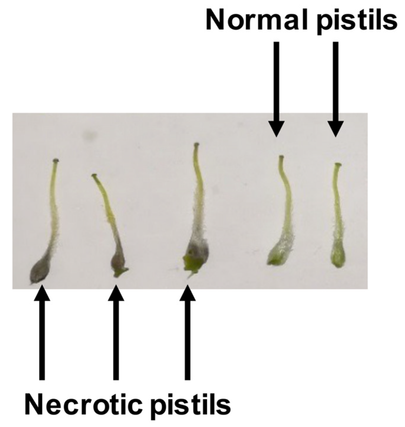 Horticulturae 07 00527 g001