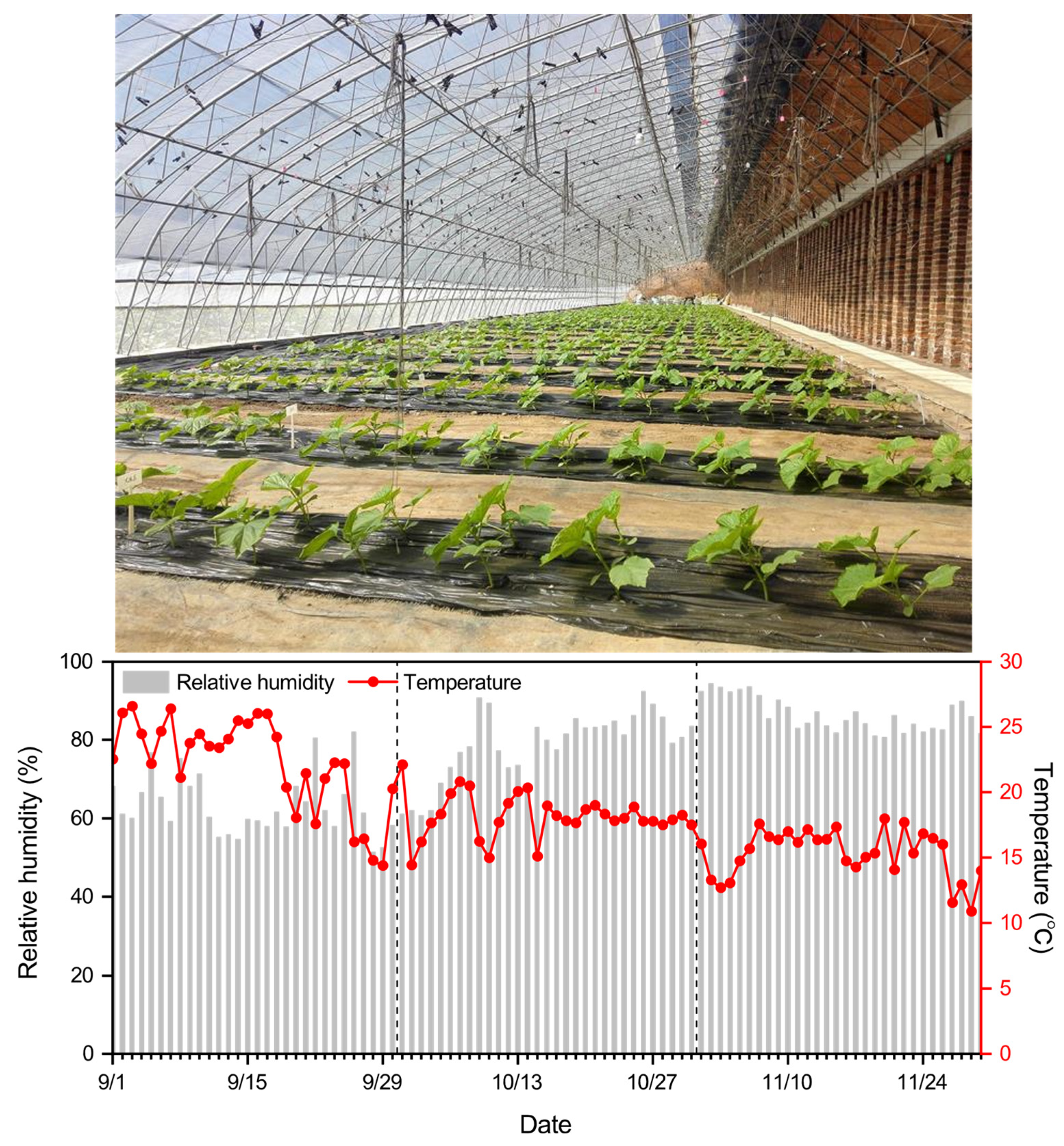 Horticulturae 07 00528 g001