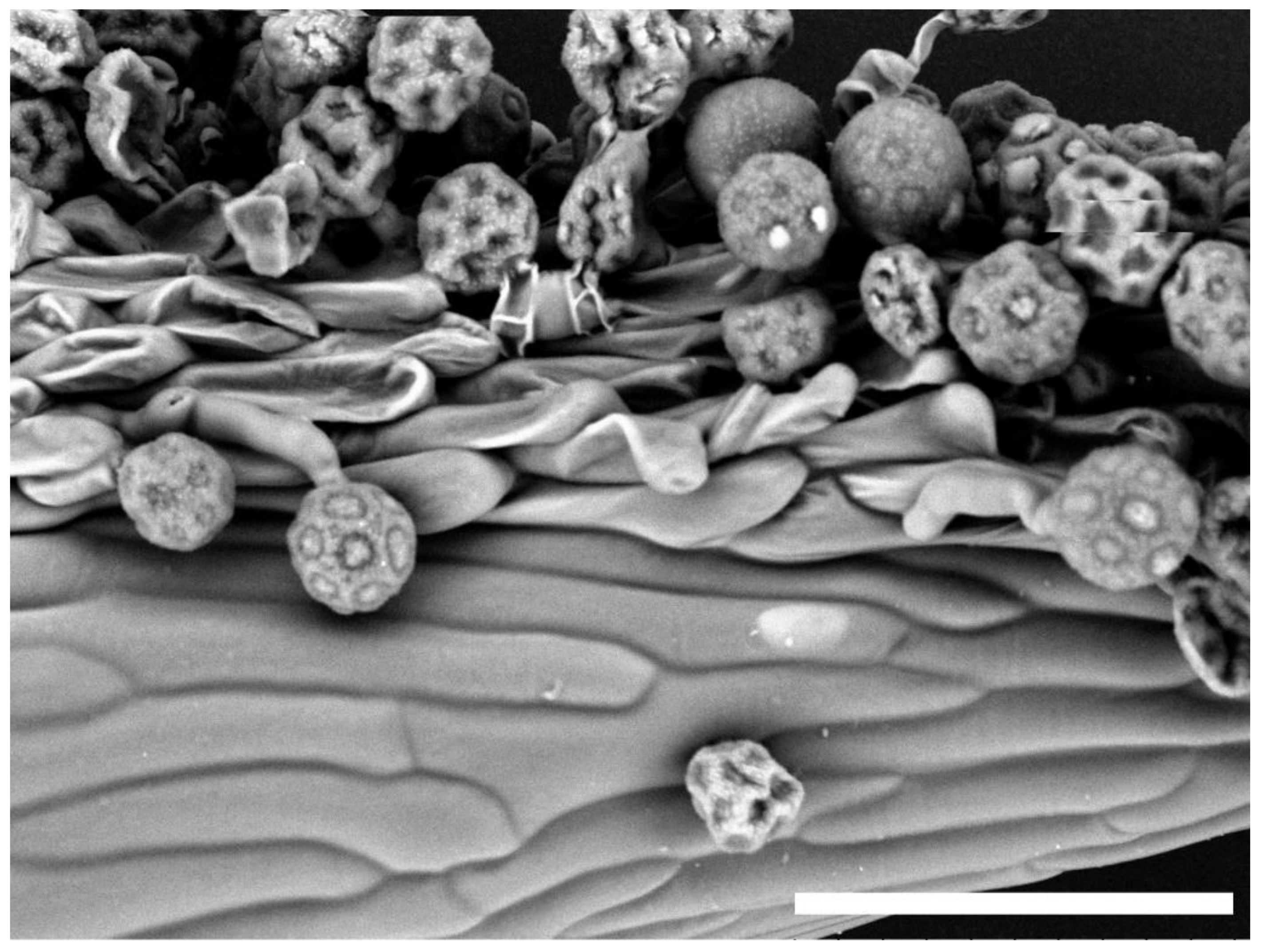 Horticulturae 07 00529 g001