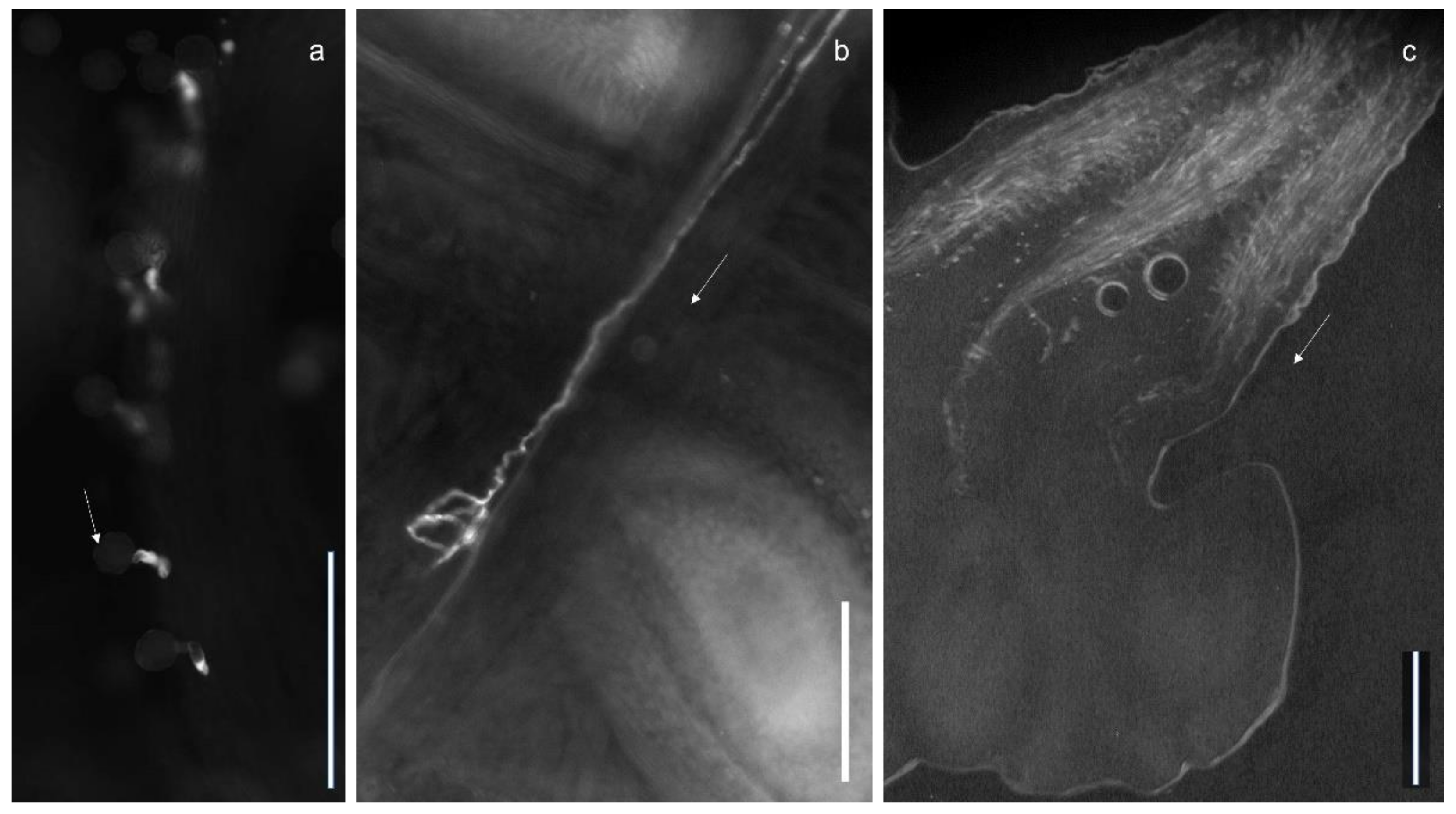 Horticulturae 07 00529 g002