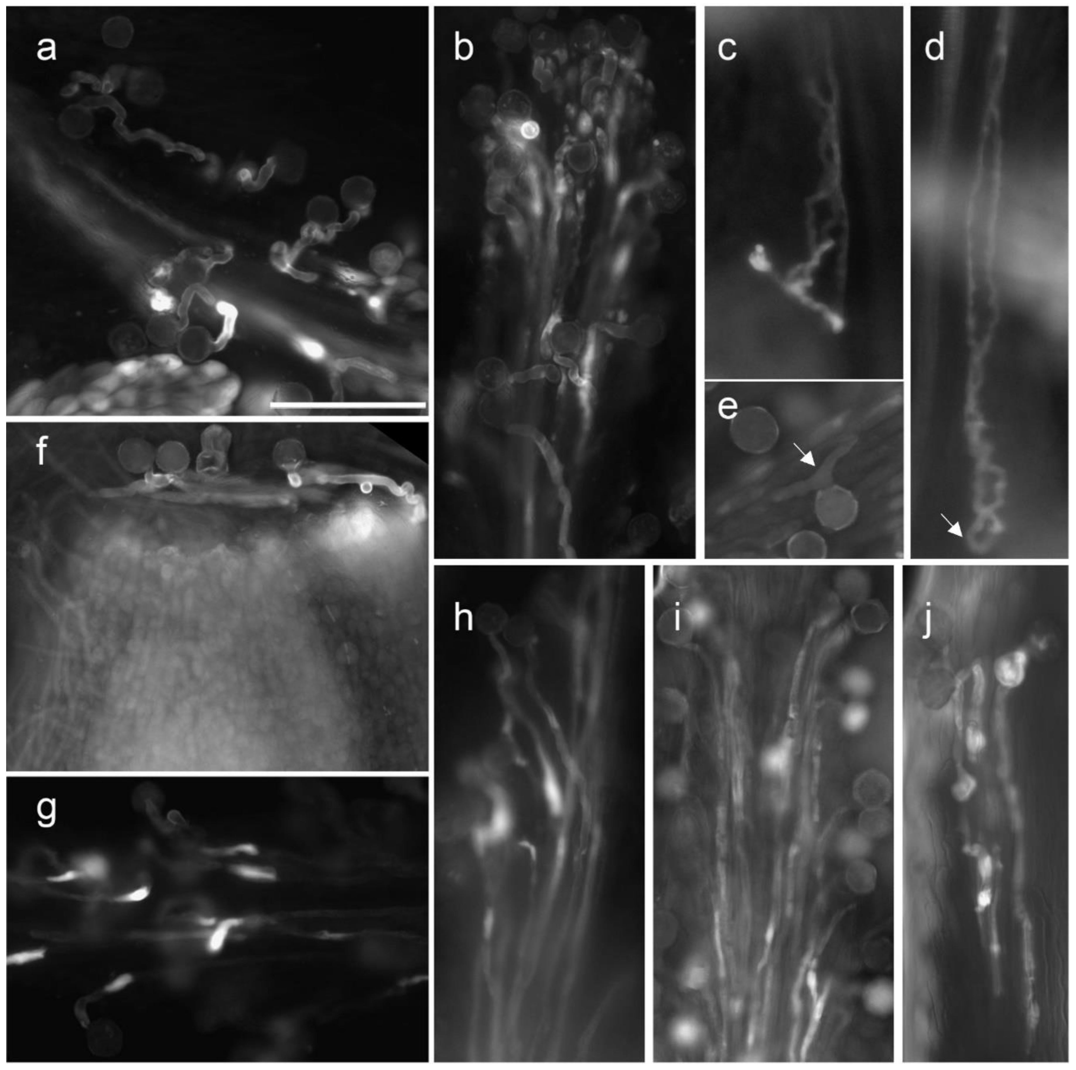 Horticulturae 07 00529 g003