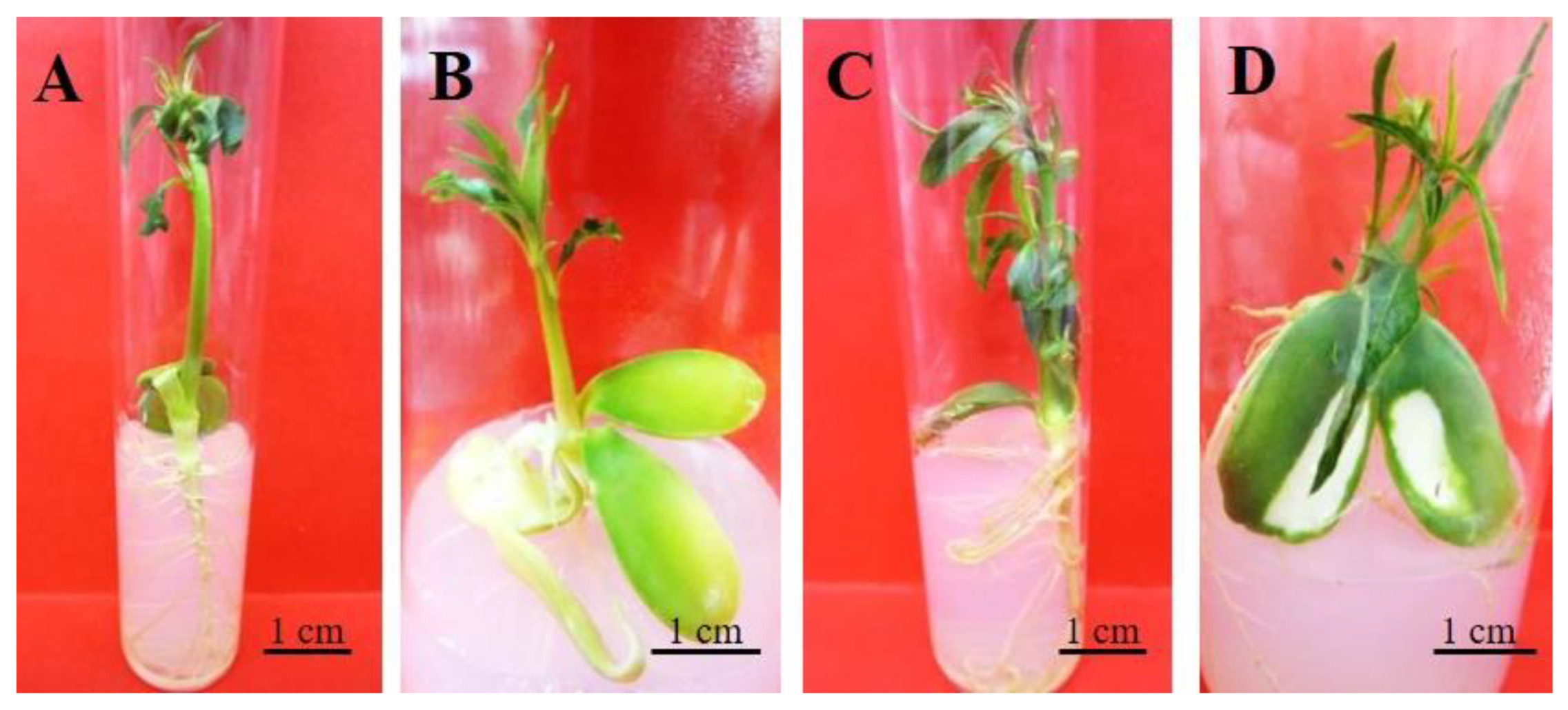 Horticulturae 07 00533 g002 Horticulturae 07 00533 g002