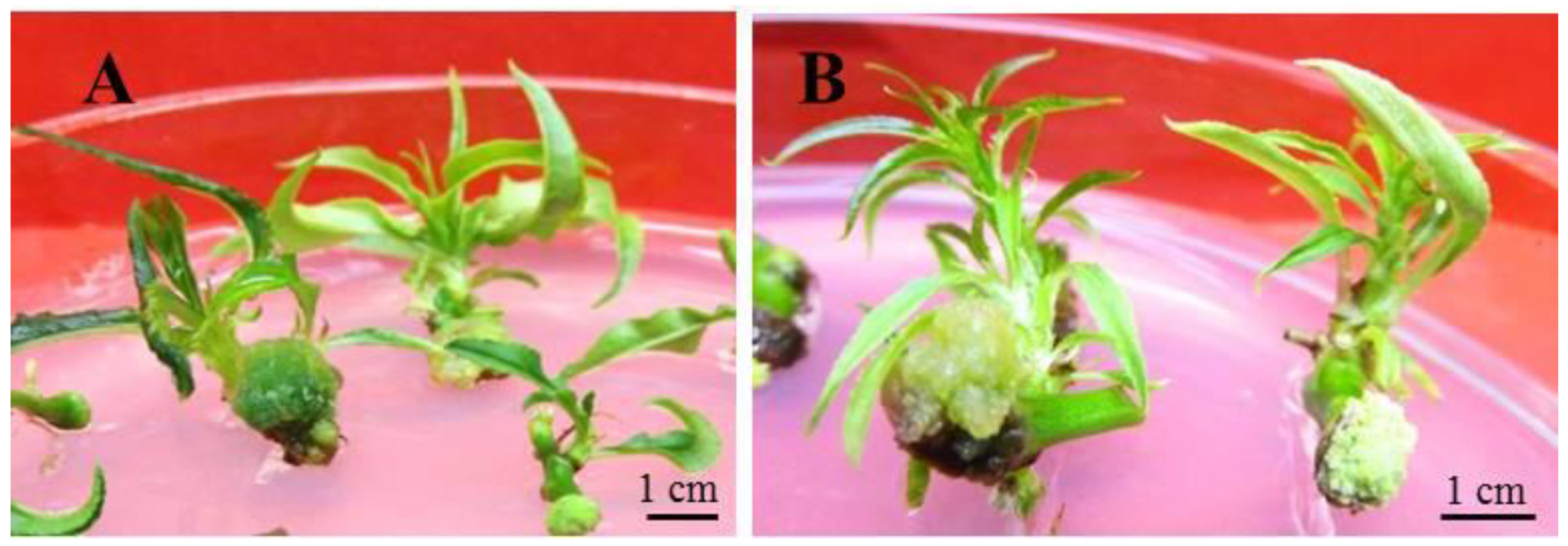 Horticulturae 07 00533 g003 Horticulturae 07 00533 g003
