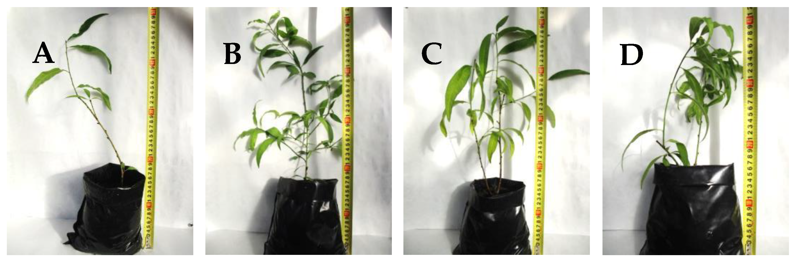 Horticulturae 07 00533 g004 Horticulturae 07 00533 g004