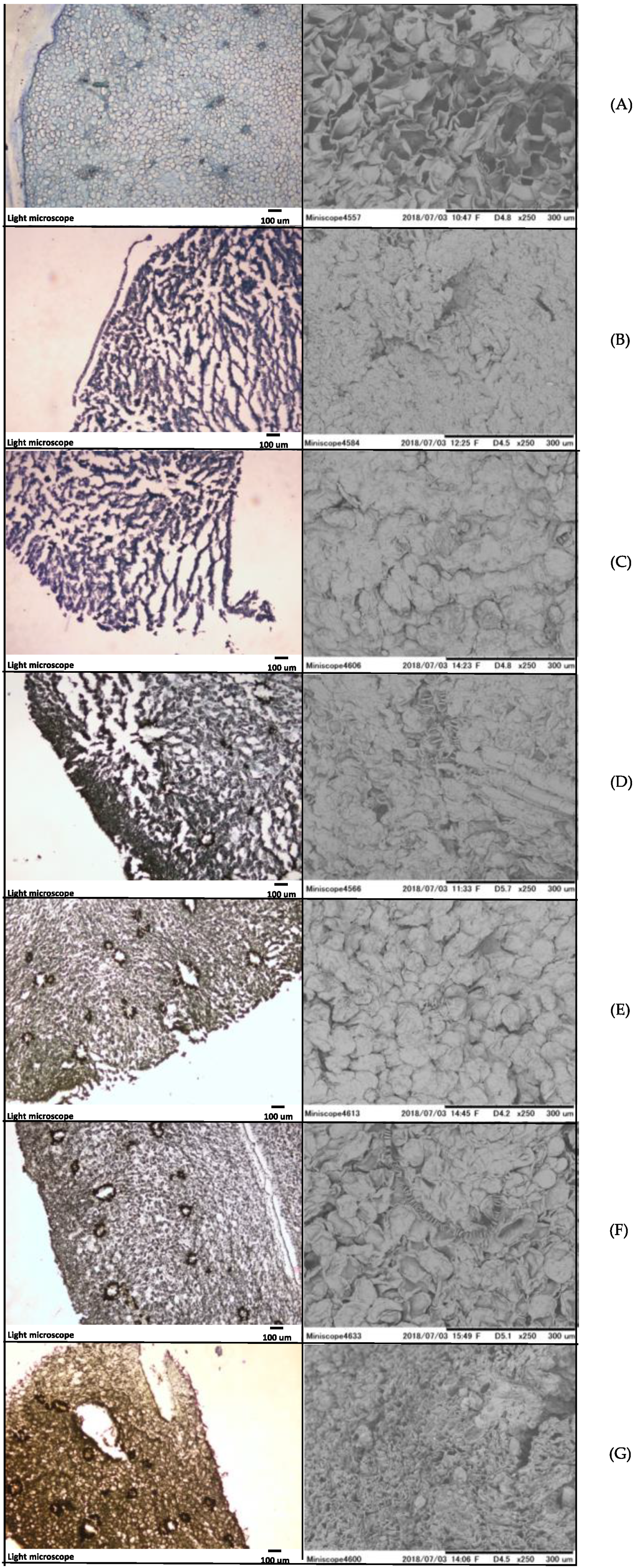 Horticulturae 07 00535 g003 Horticulturae 07 00535 g003