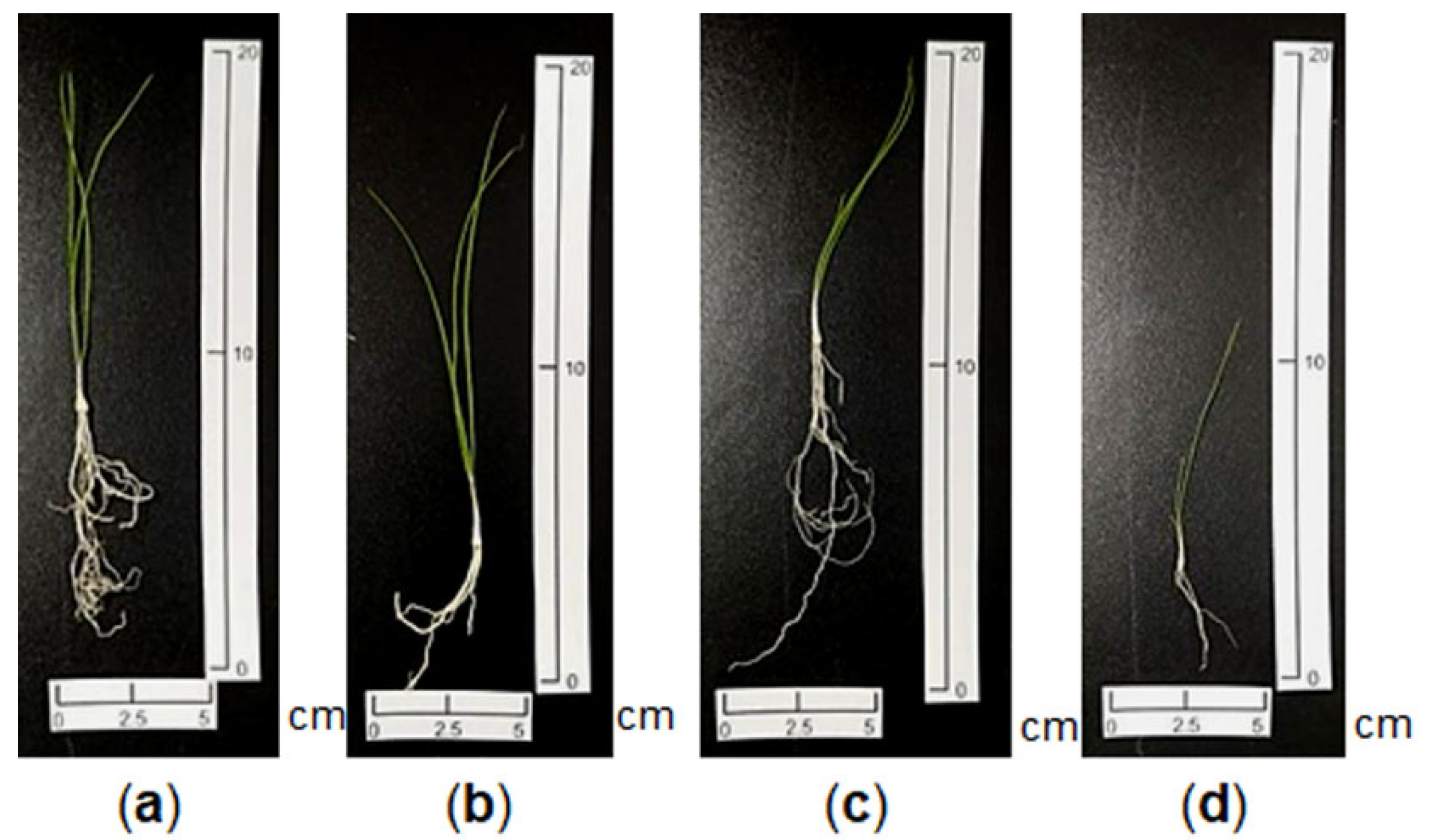 Horticulturae 07 00541 g001 Horticulturae 07 00541 g001