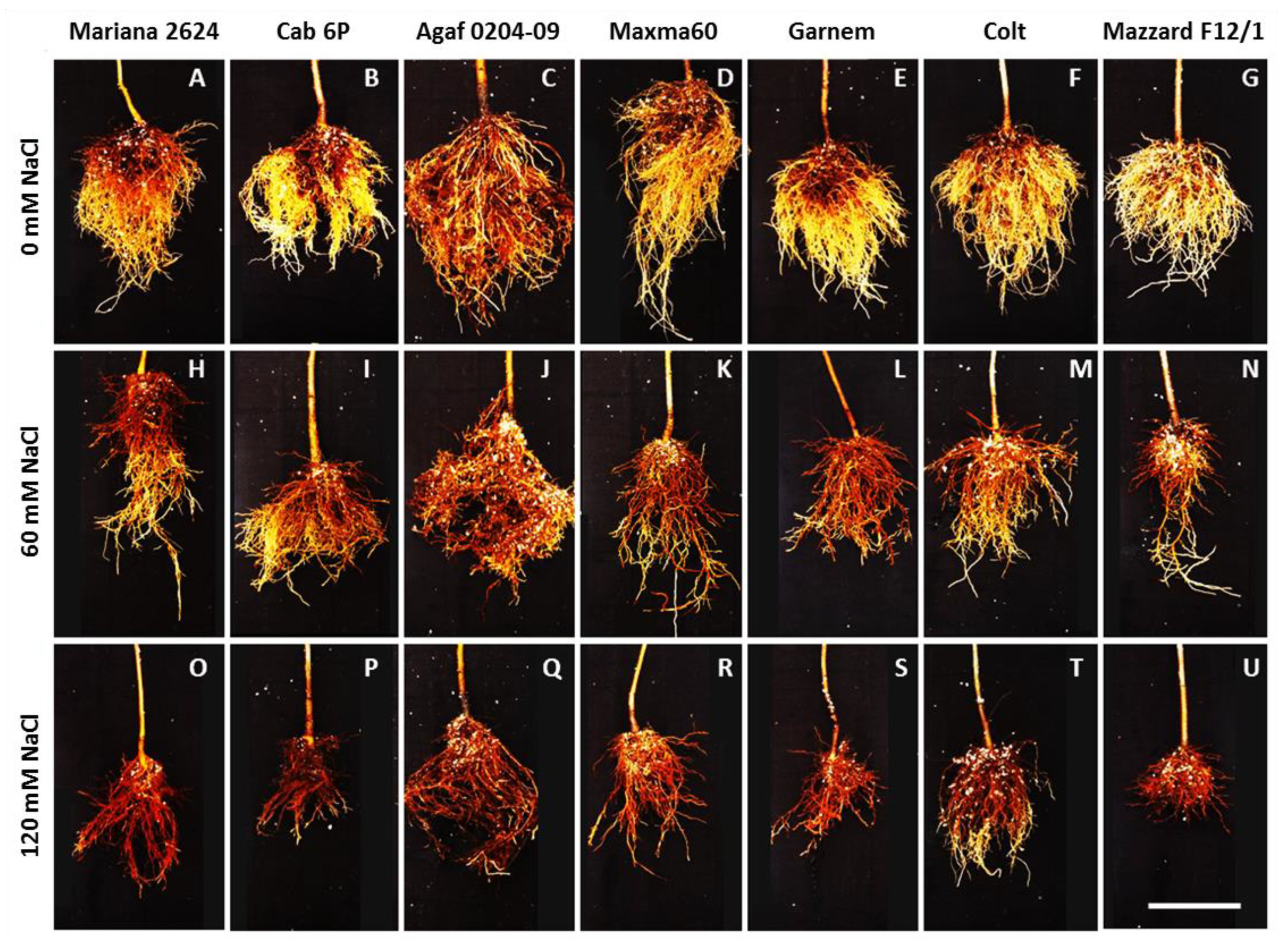 Horticulturae 07 00542 g001