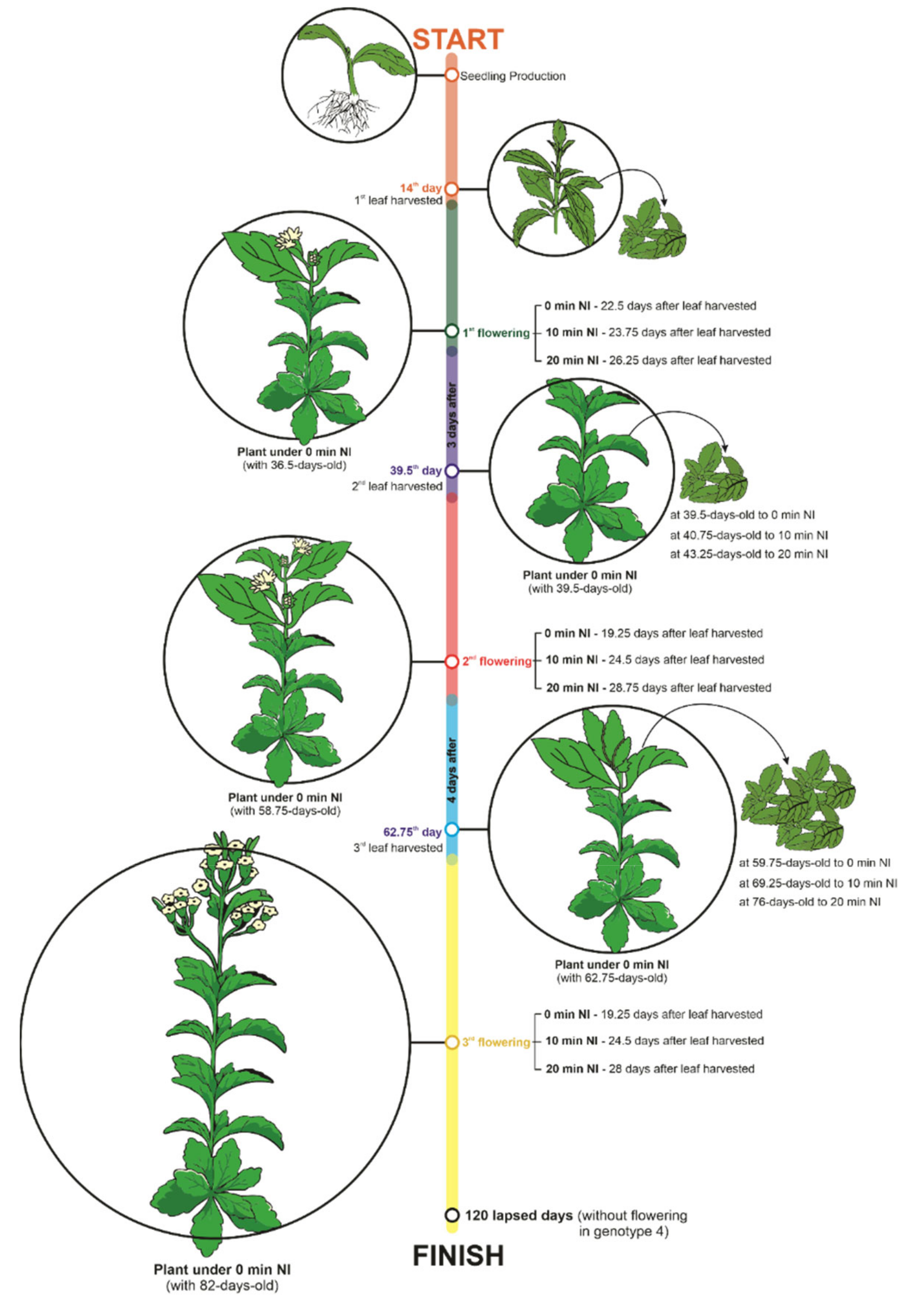 Stevia rebaudiana Bertoni: The Interaction of Night Interruption 