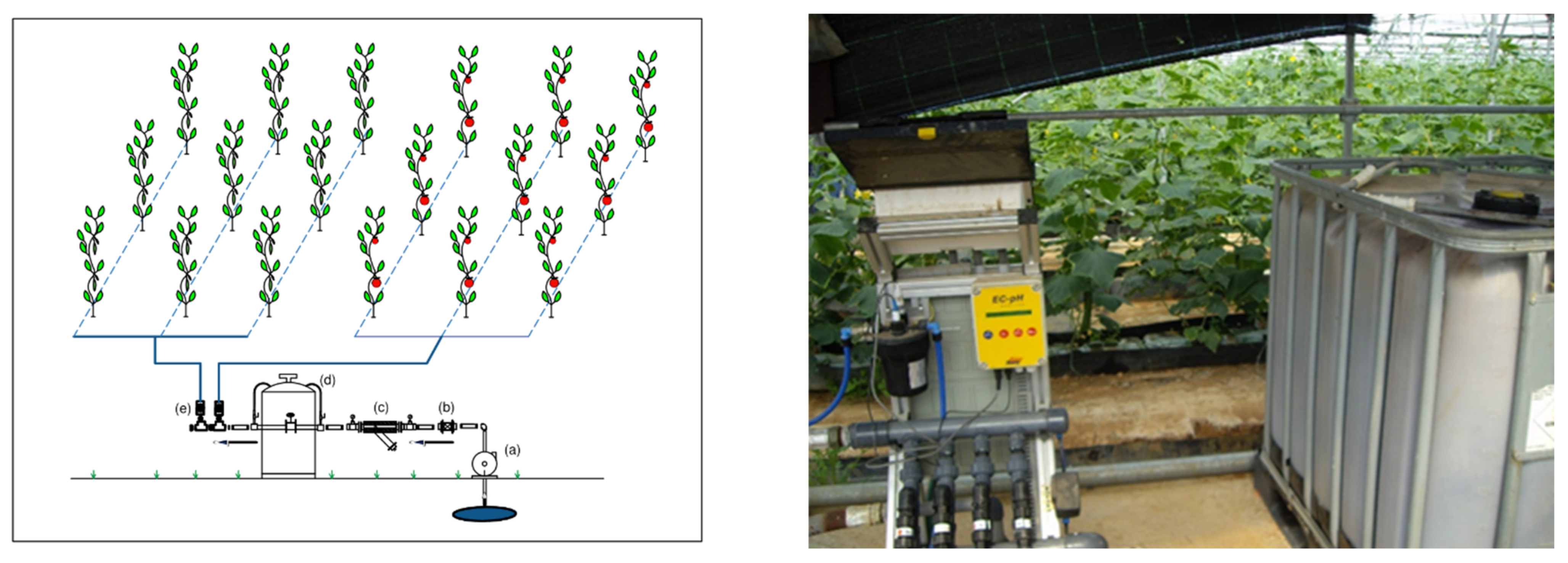 Horticulturae 07 00548 g003 550