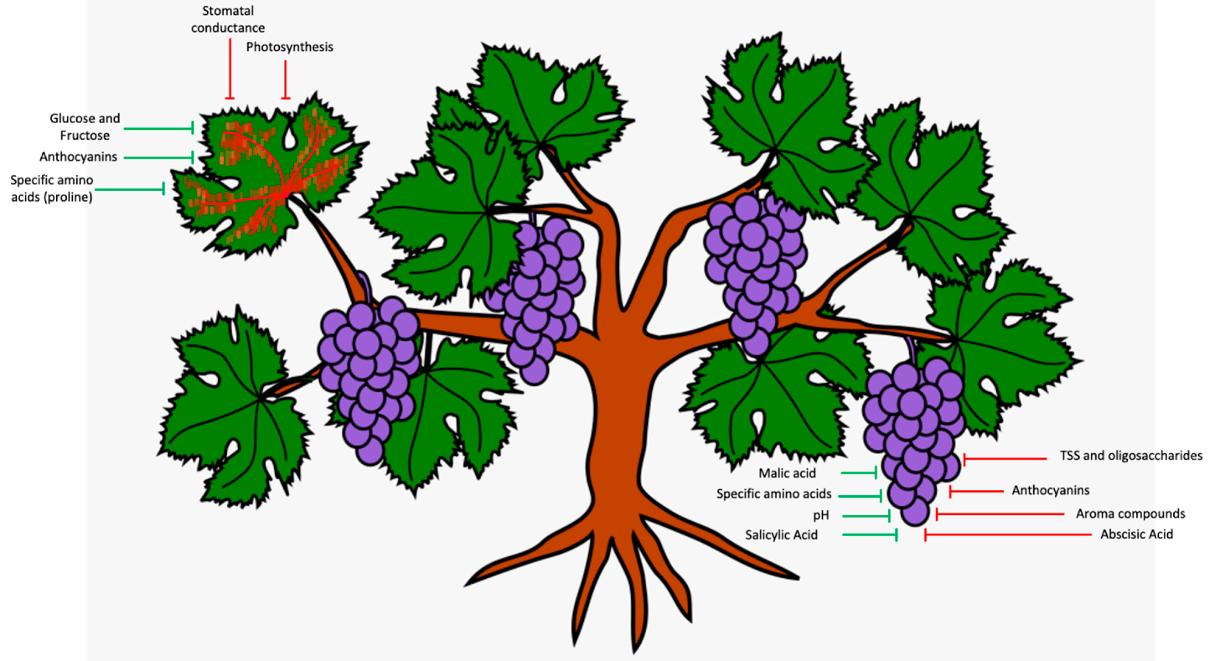 Grapevine Red Blotch-Associated Virus - North Central Integrated Pest  Management Center