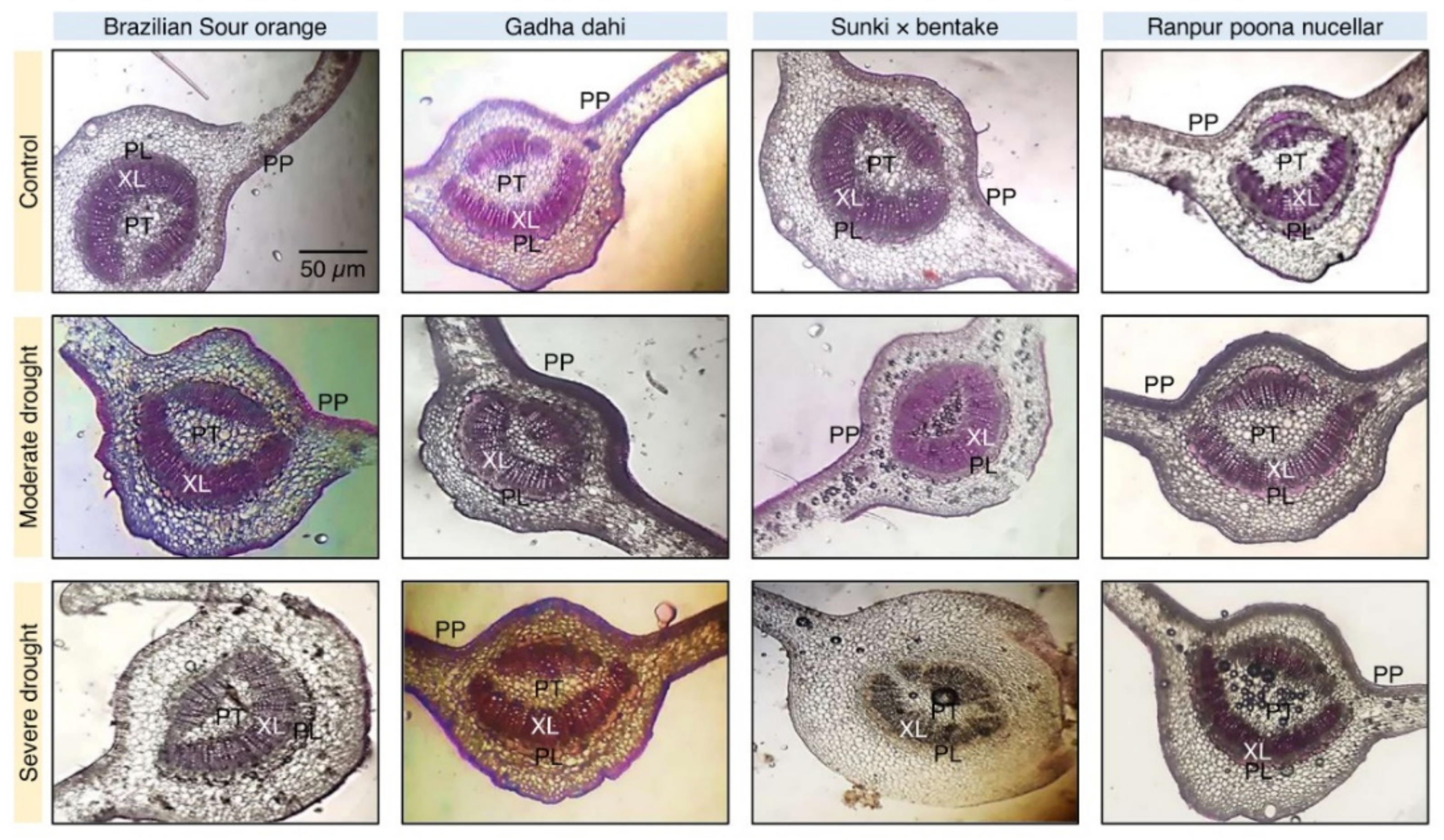 Horticulturae 07 00554 g006