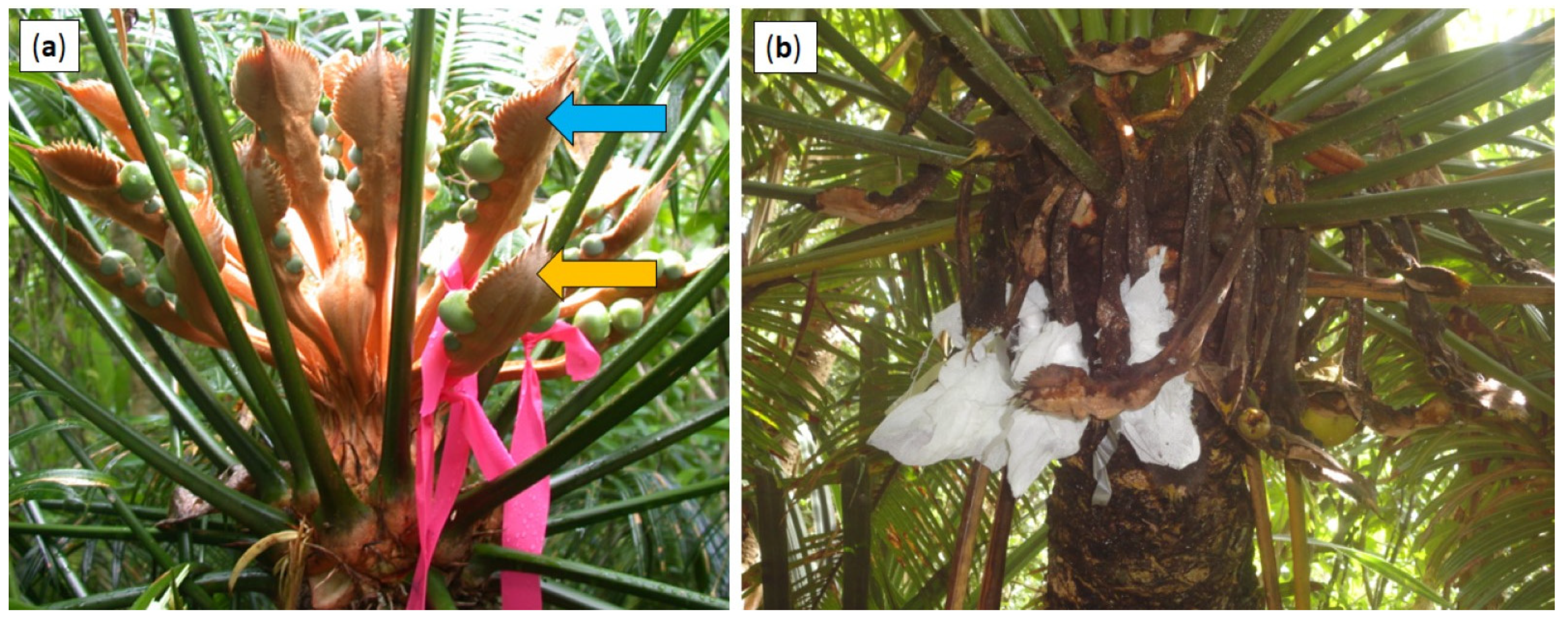 Horticulturae 07 00562 g001