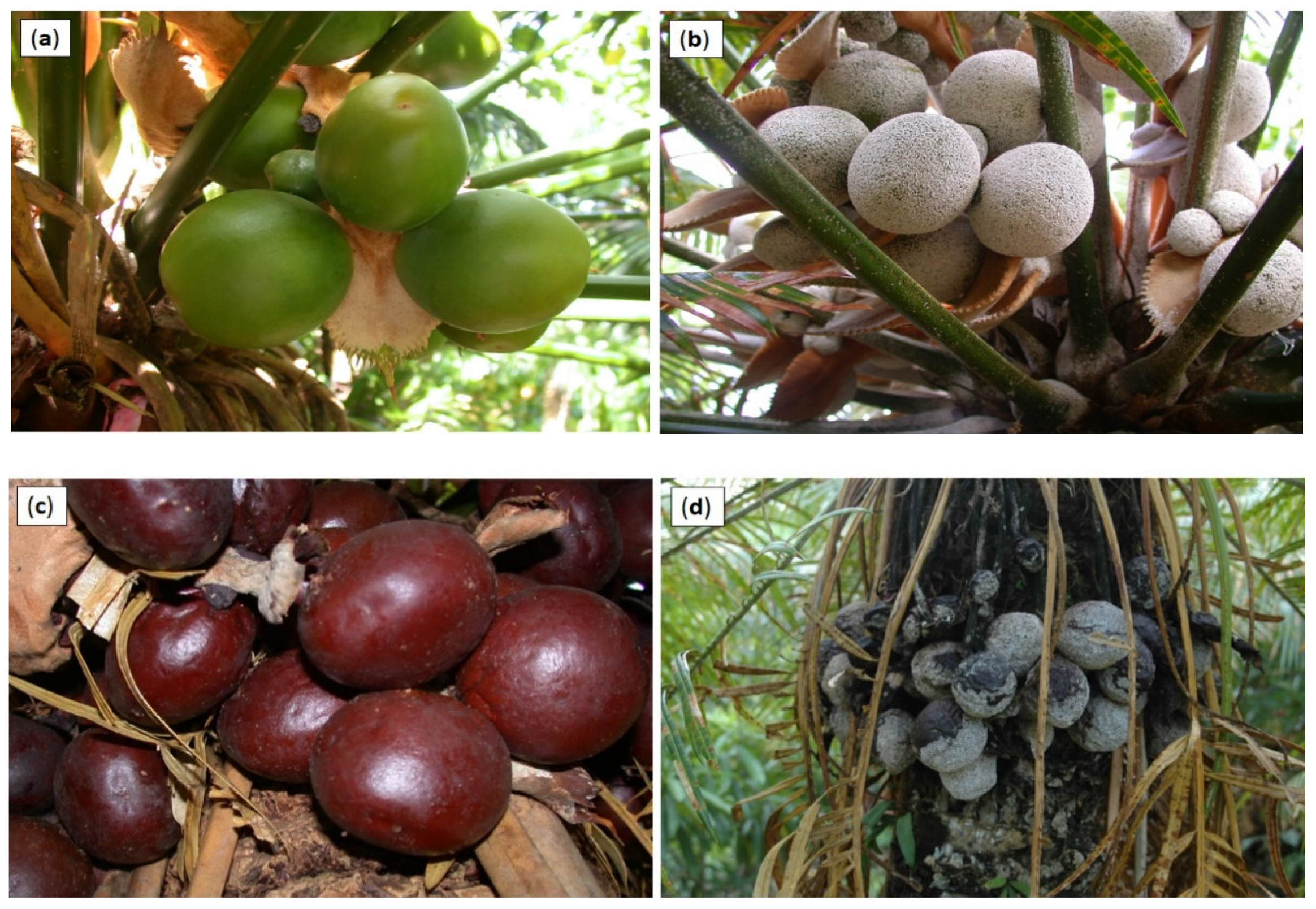 Horticulturae 07 00562 g002