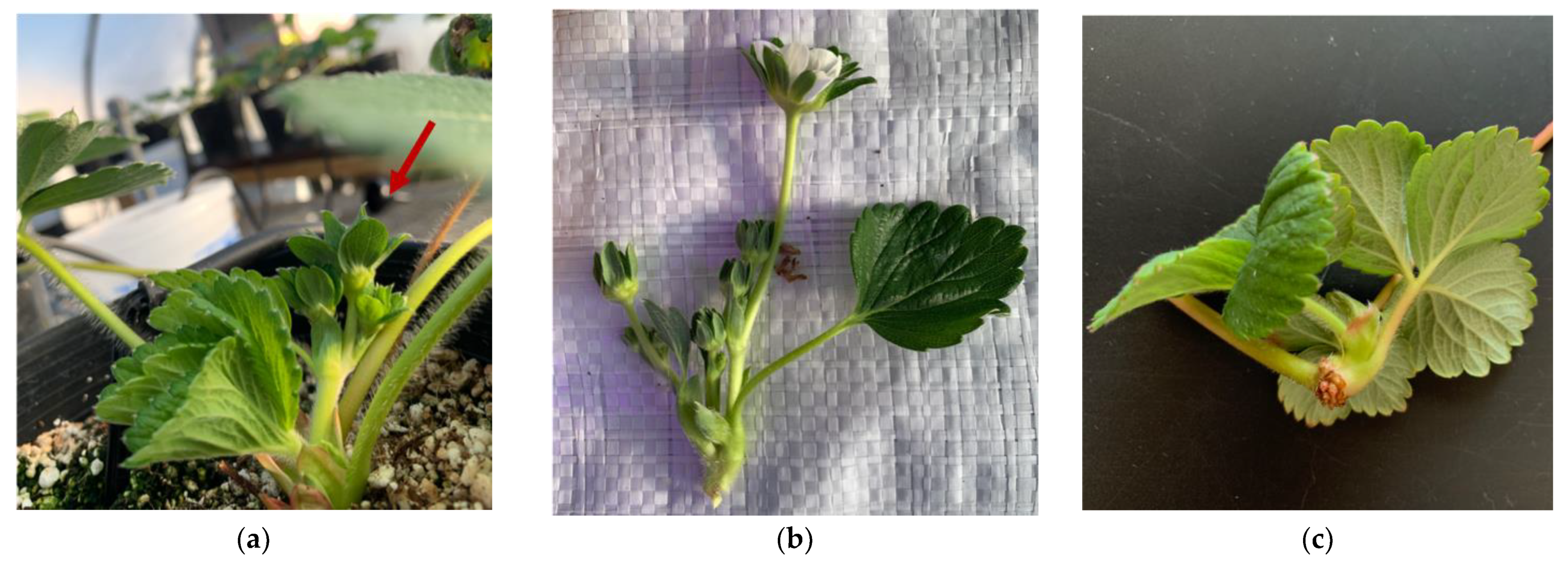 Horticulturae 07 00571 g001