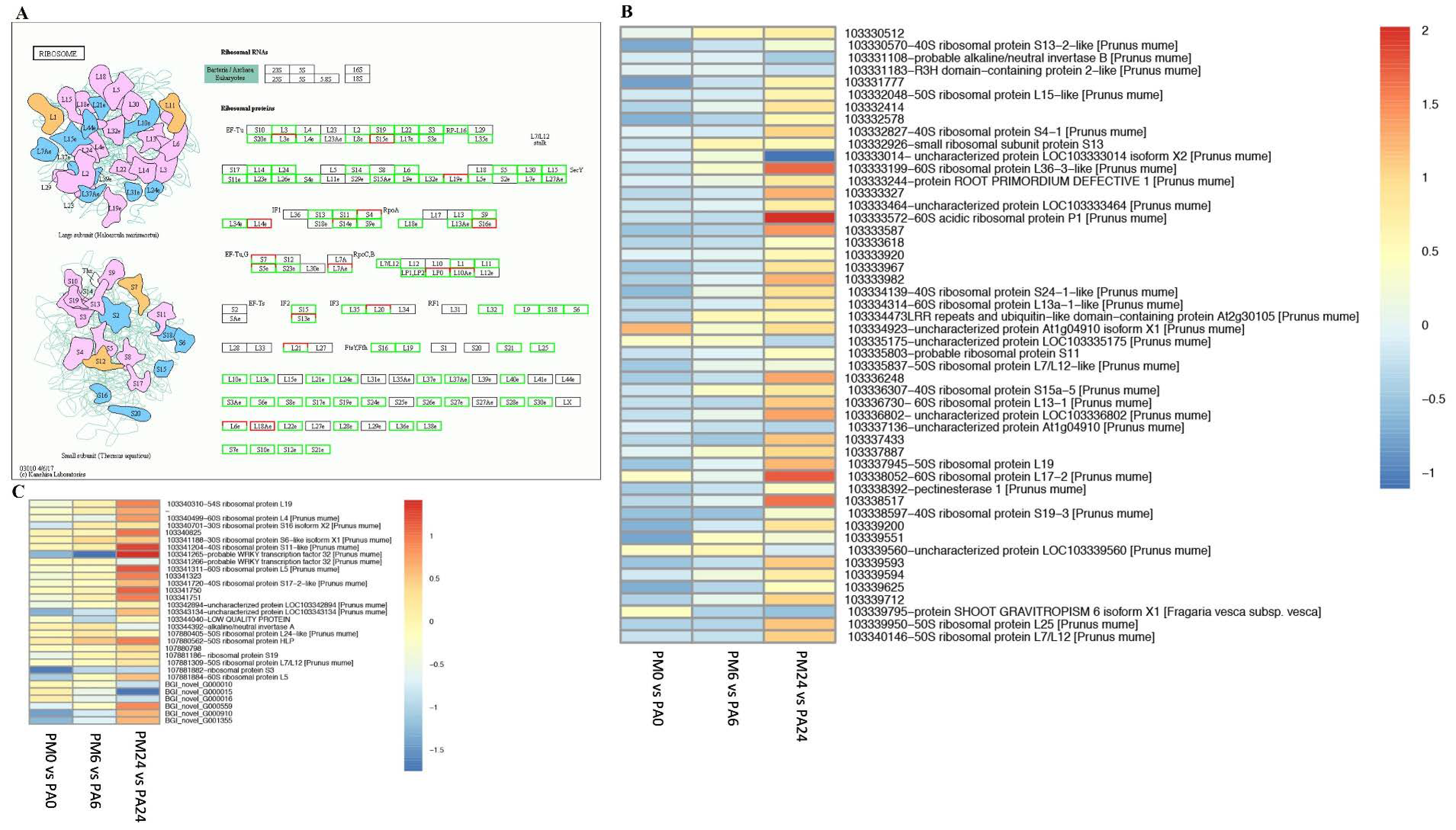 Horticulturae 07 00572 g007 550